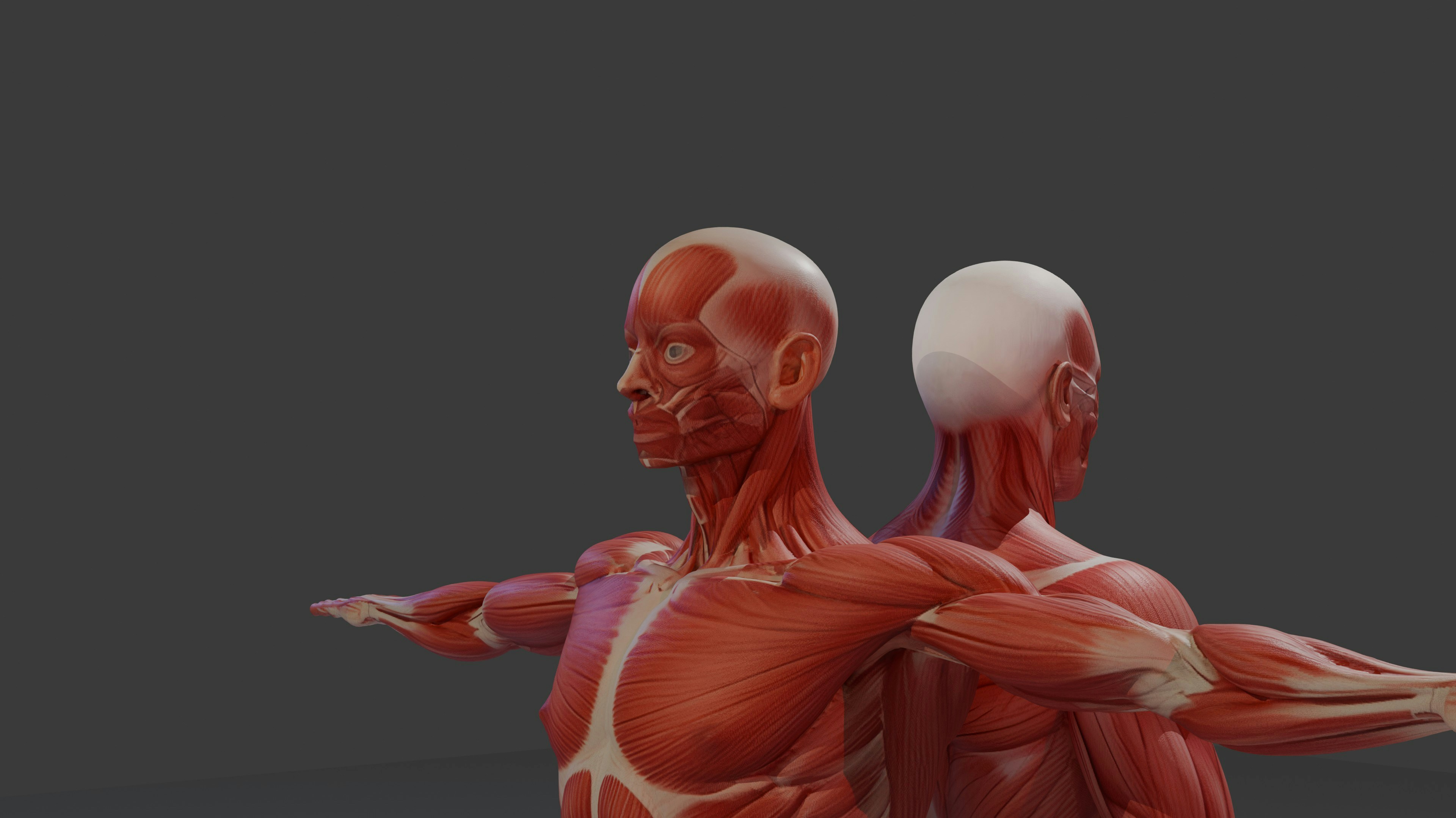 Due modelli anatomici del sistema muscolare umano su sfondo grigio