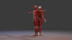 Anatomical models of conjoined human muscular systems.