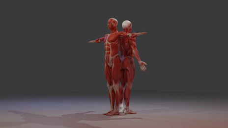 Anatomical models of conjoined human muscular systems.