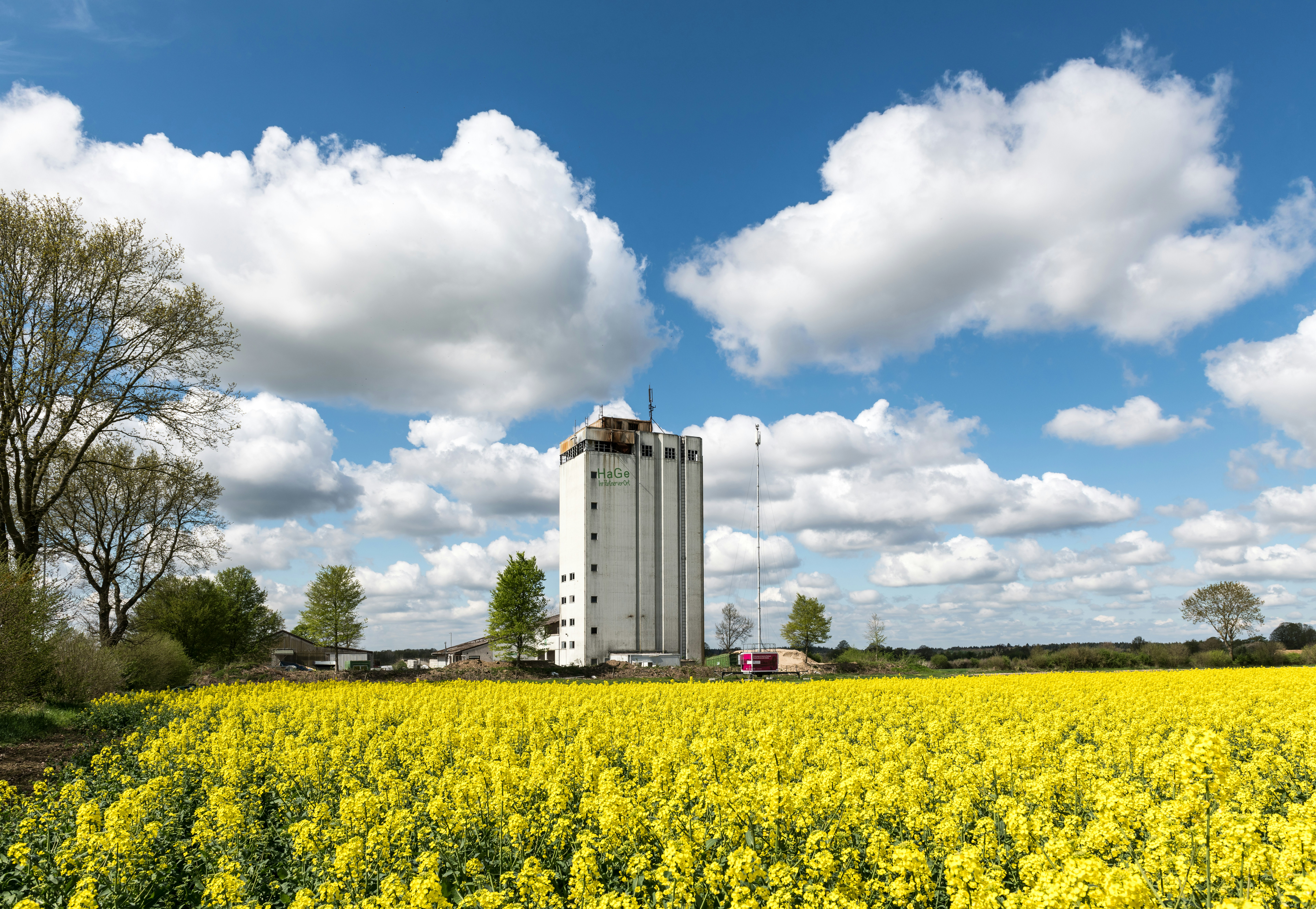 Gelbes Rapsfeld mit Silo unter einem wunderschönen blauen Himmel.