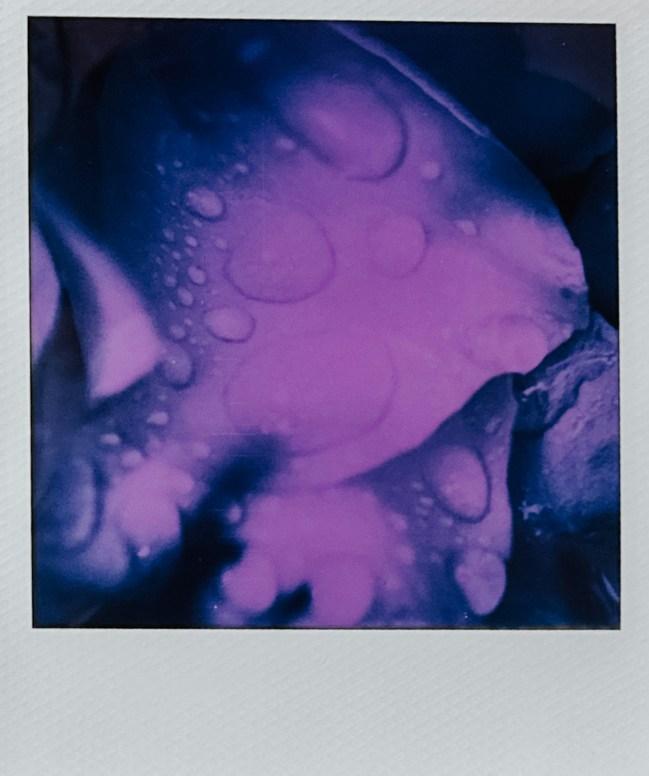 Glistening water droplets on an abstract purple and blue background