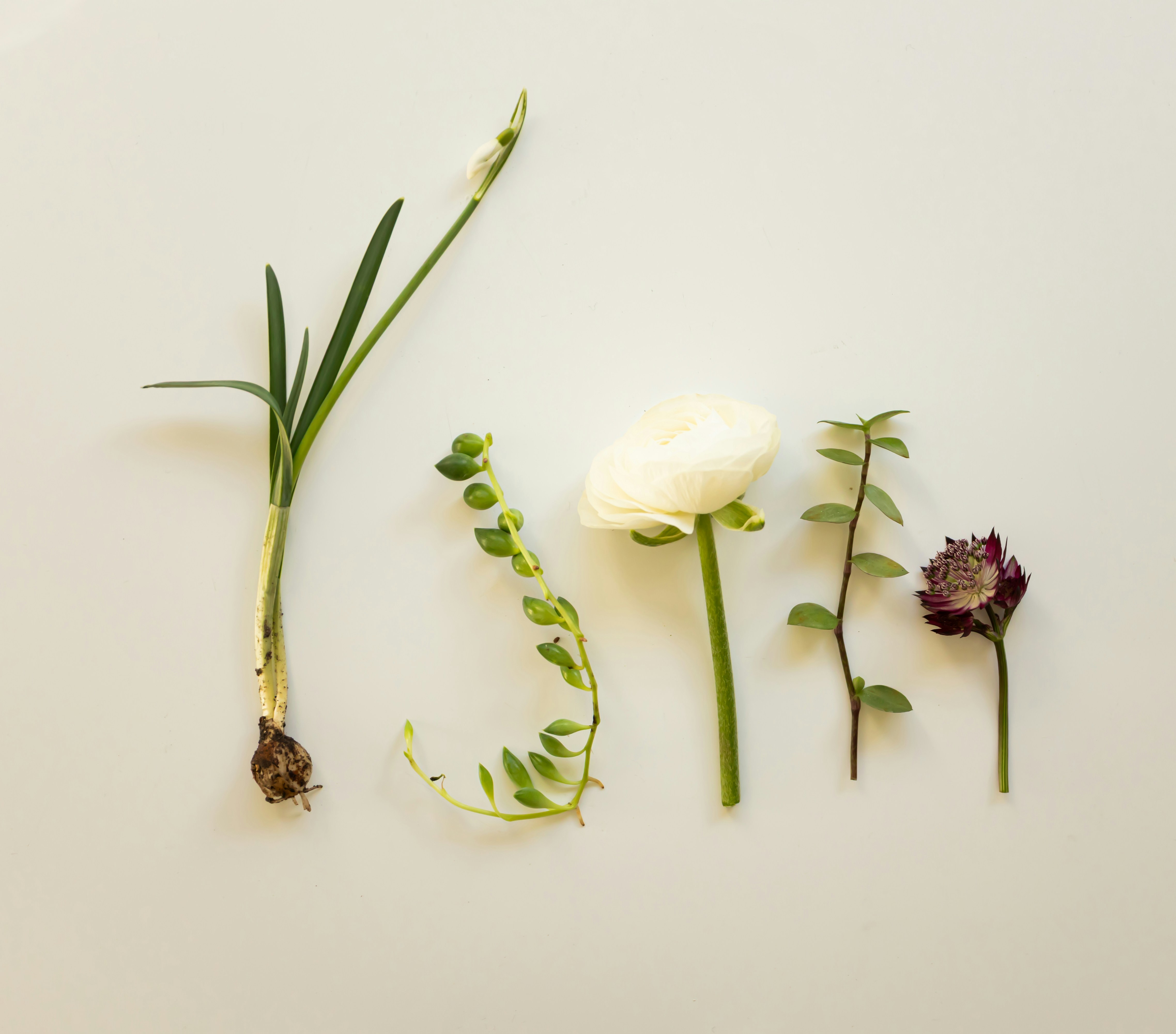 Elementos botânicos variados e flores dispostos em um fundo simples.