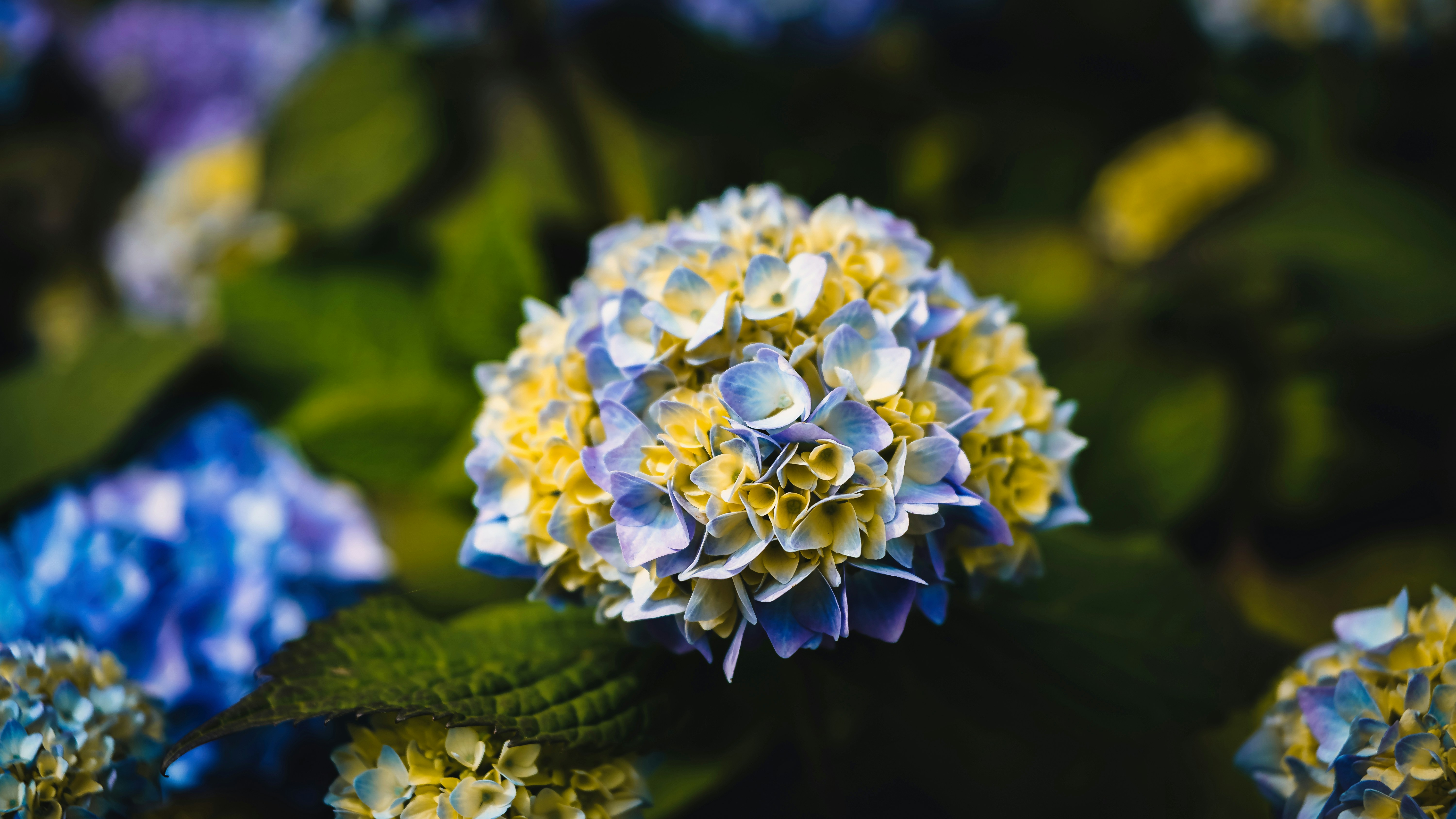 Photo by hamburgmeinefreundin