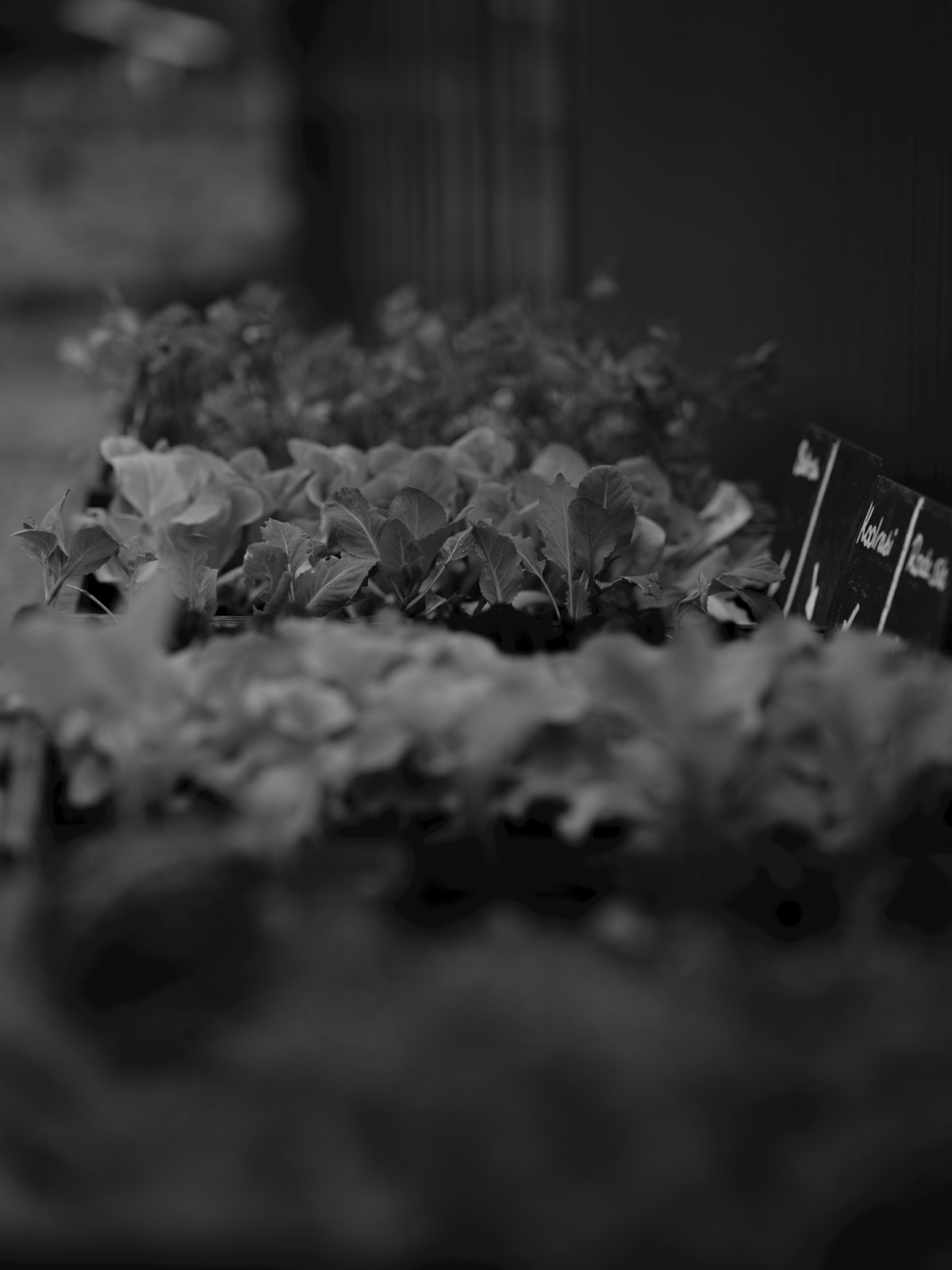Rows of young seedling trays in low warm light, with a small chalkboard variety label leaning against the crate.