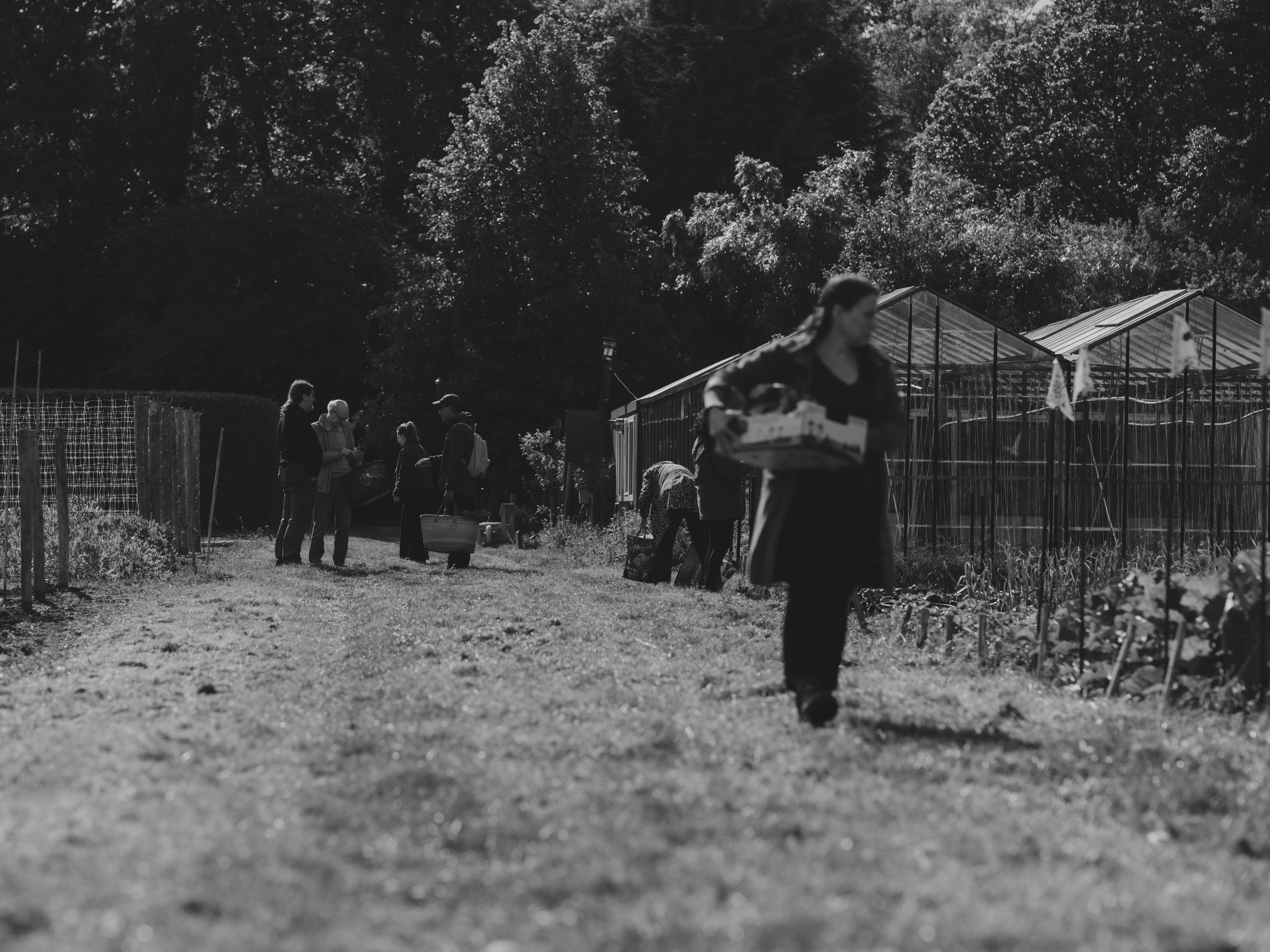 Woman walks on a farm path with others and greenhouses.