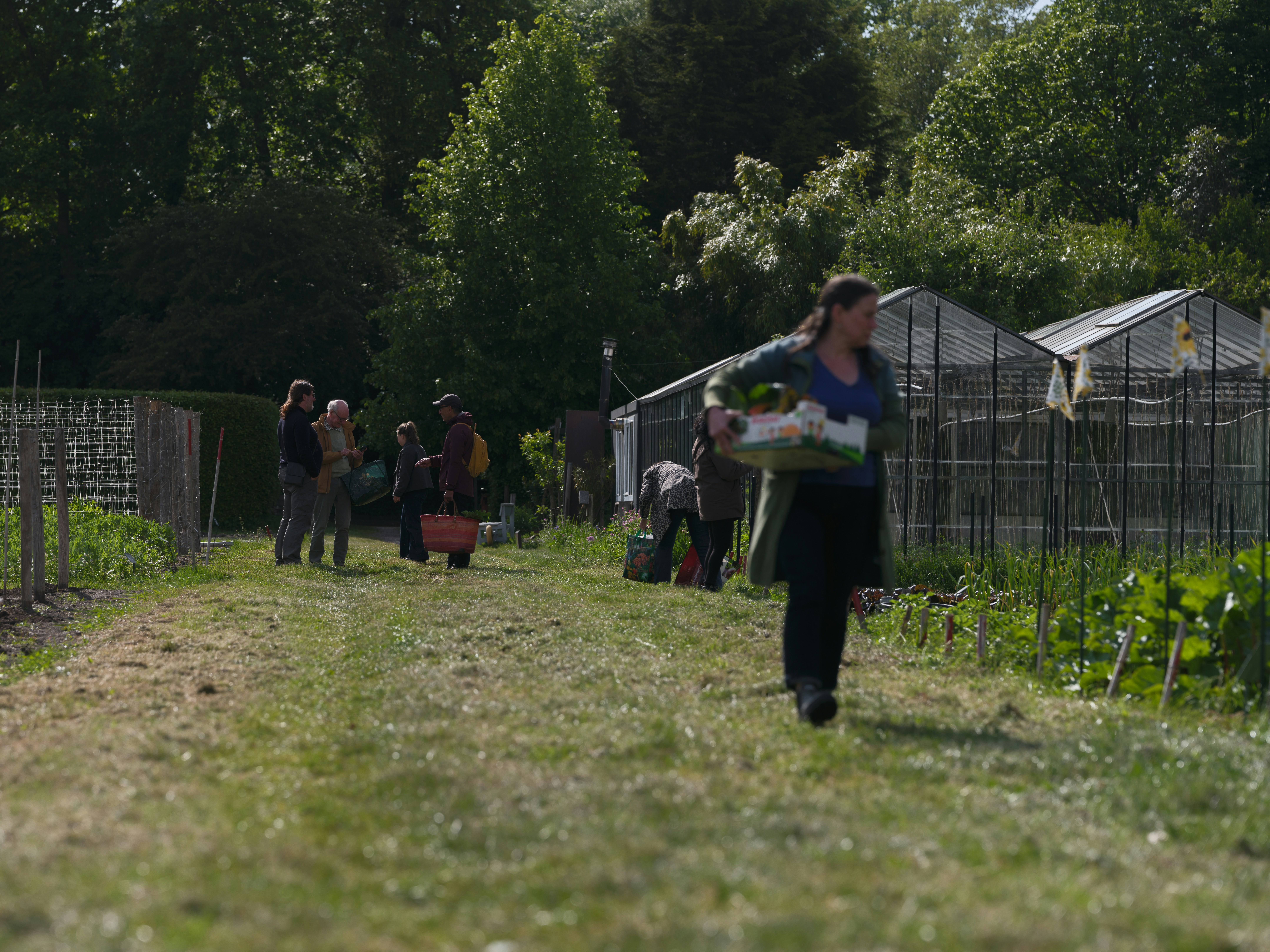 A woman carries produce through a community garden with greenhouses.