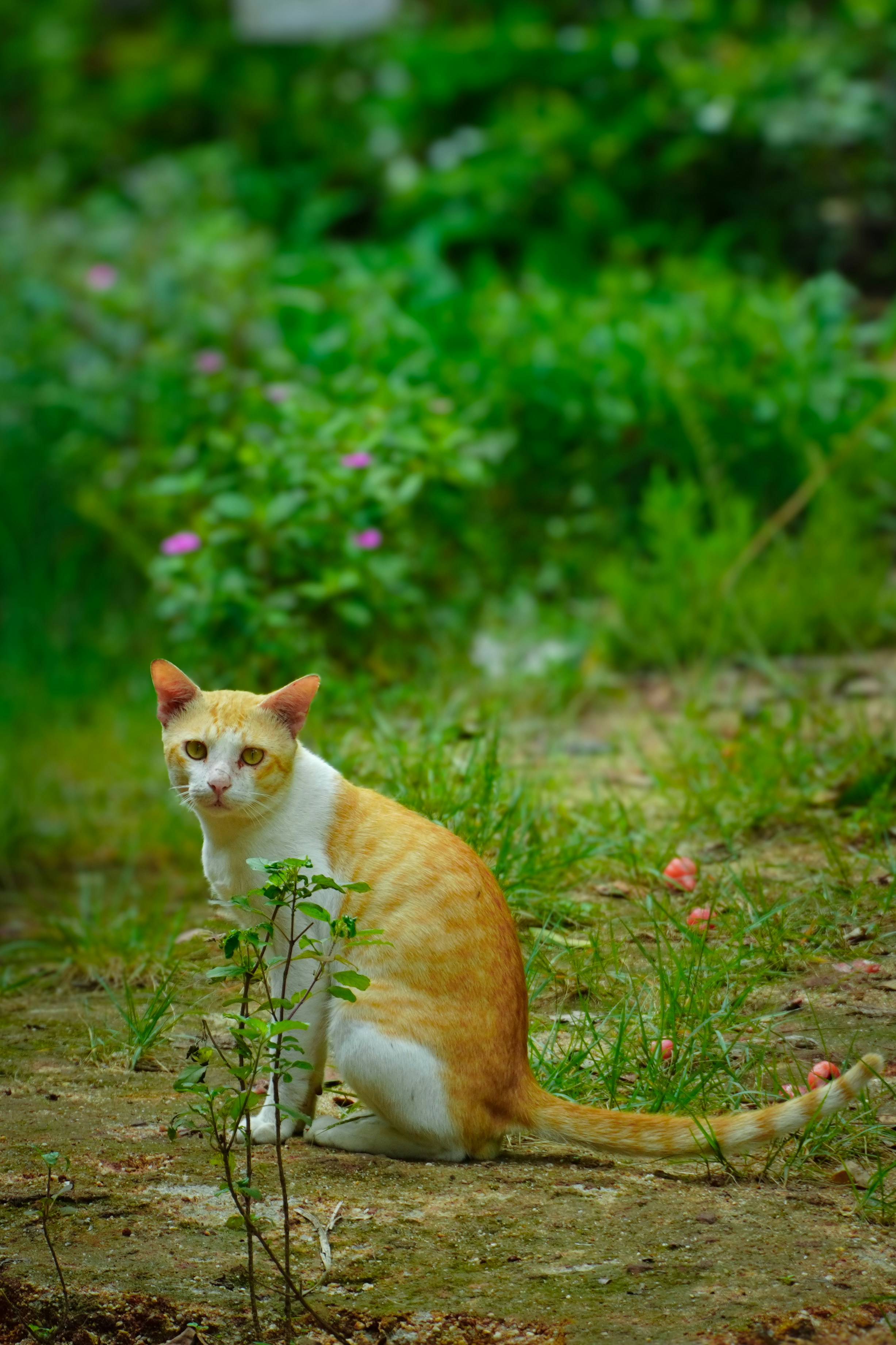 Photo by alphawildsin