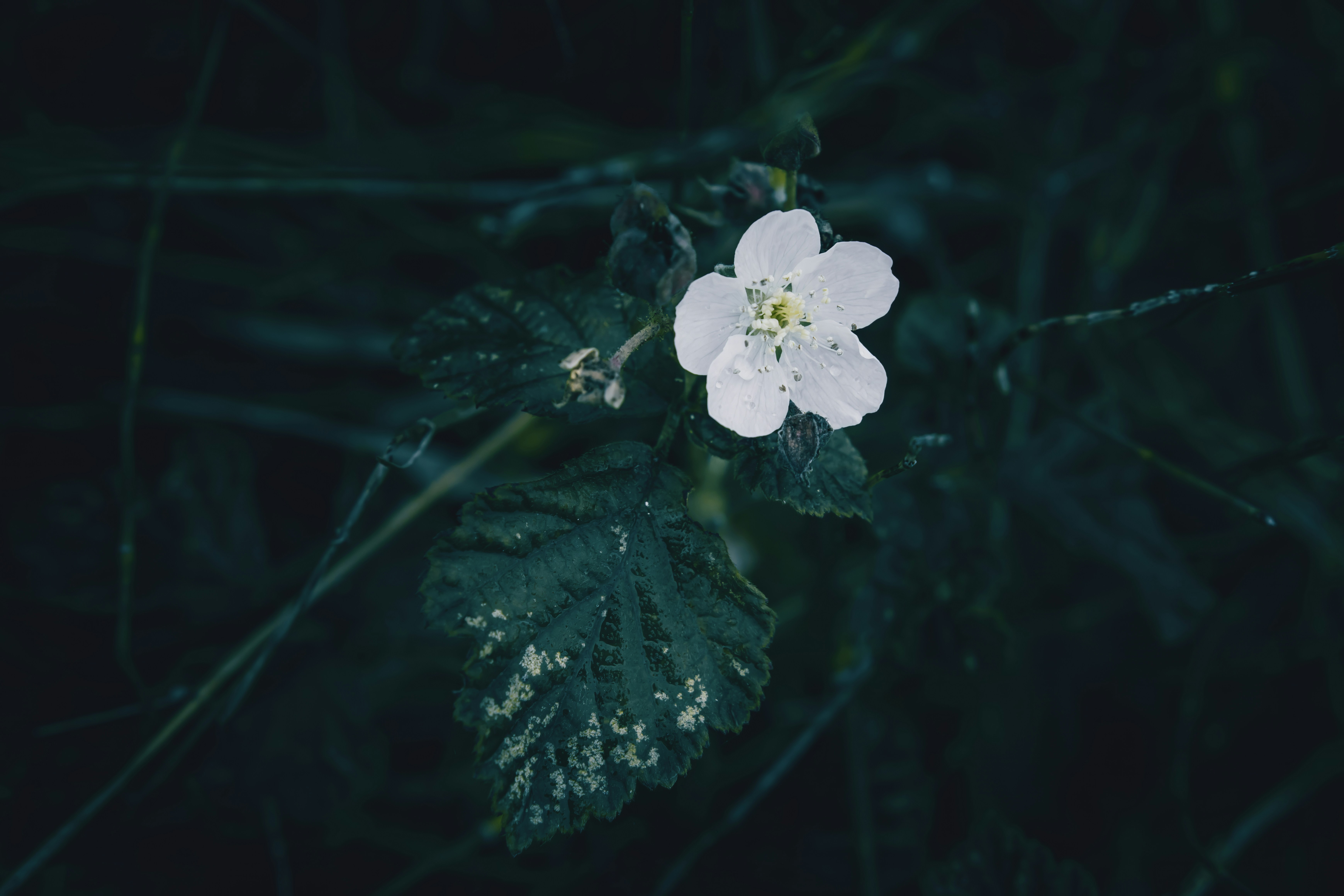 Photo by wyxina
