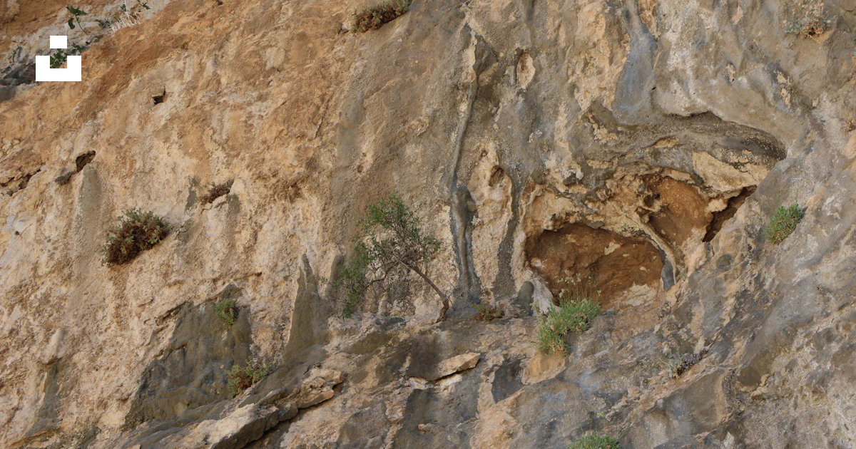 Photo Face In Rocks Rough, textured rock face with small plants growing in crevices - Free ...
