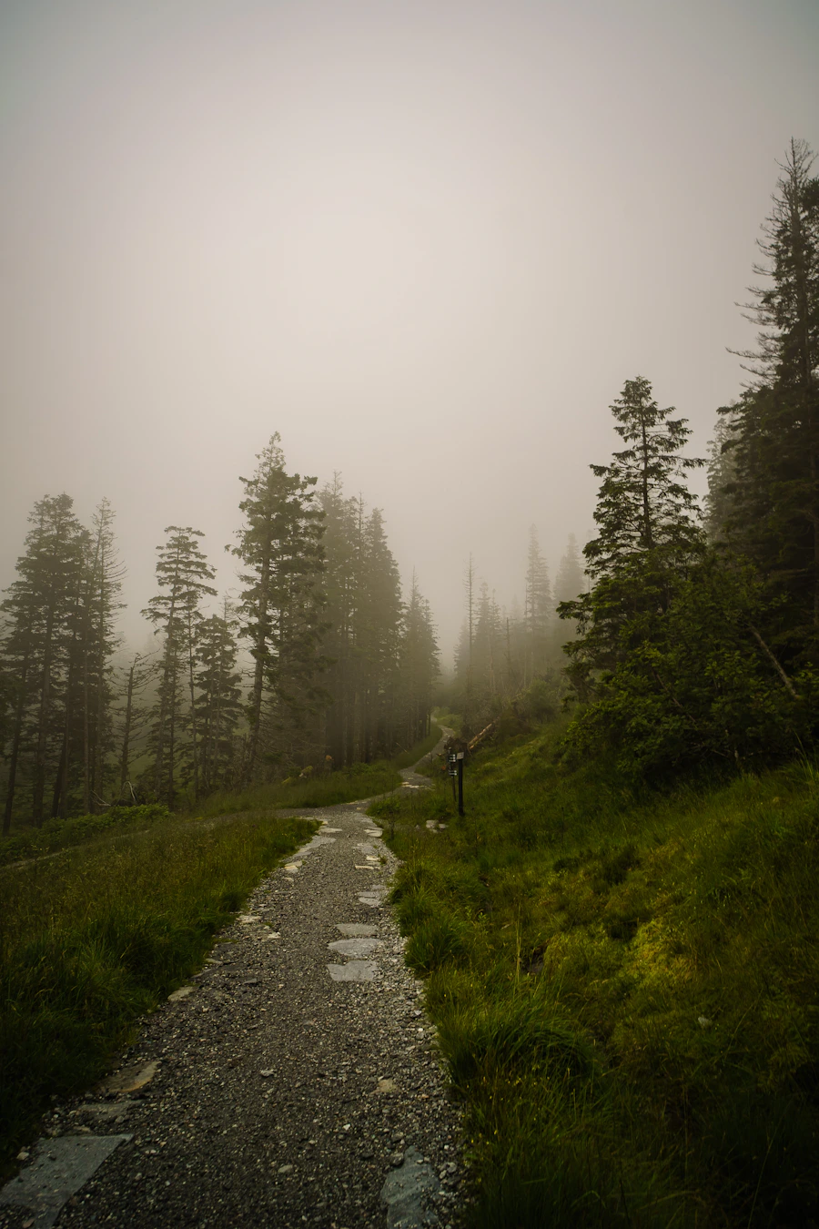 Forest trails near Bergen, Norway