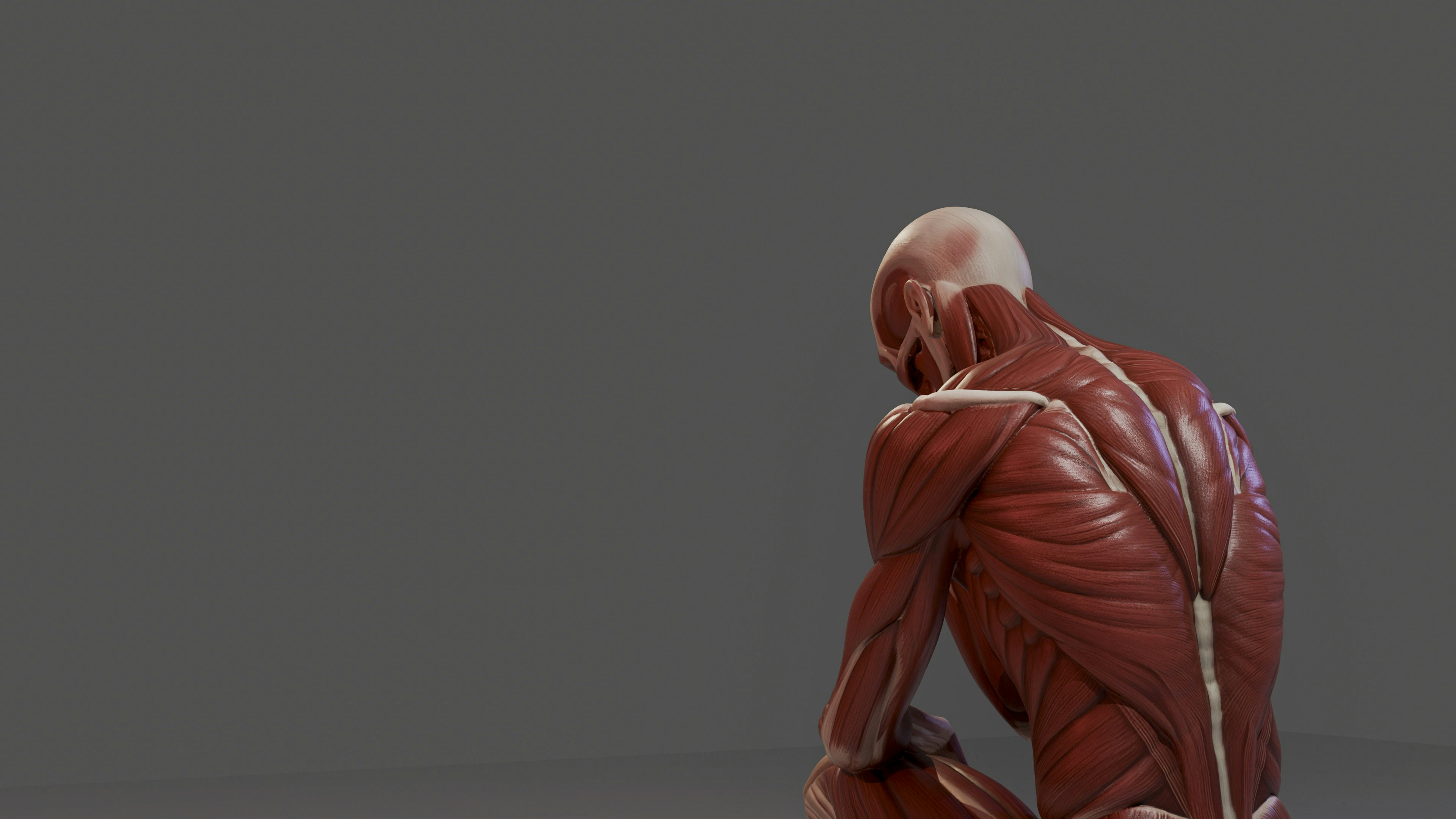 Detailed 3D rendering of human back muscles