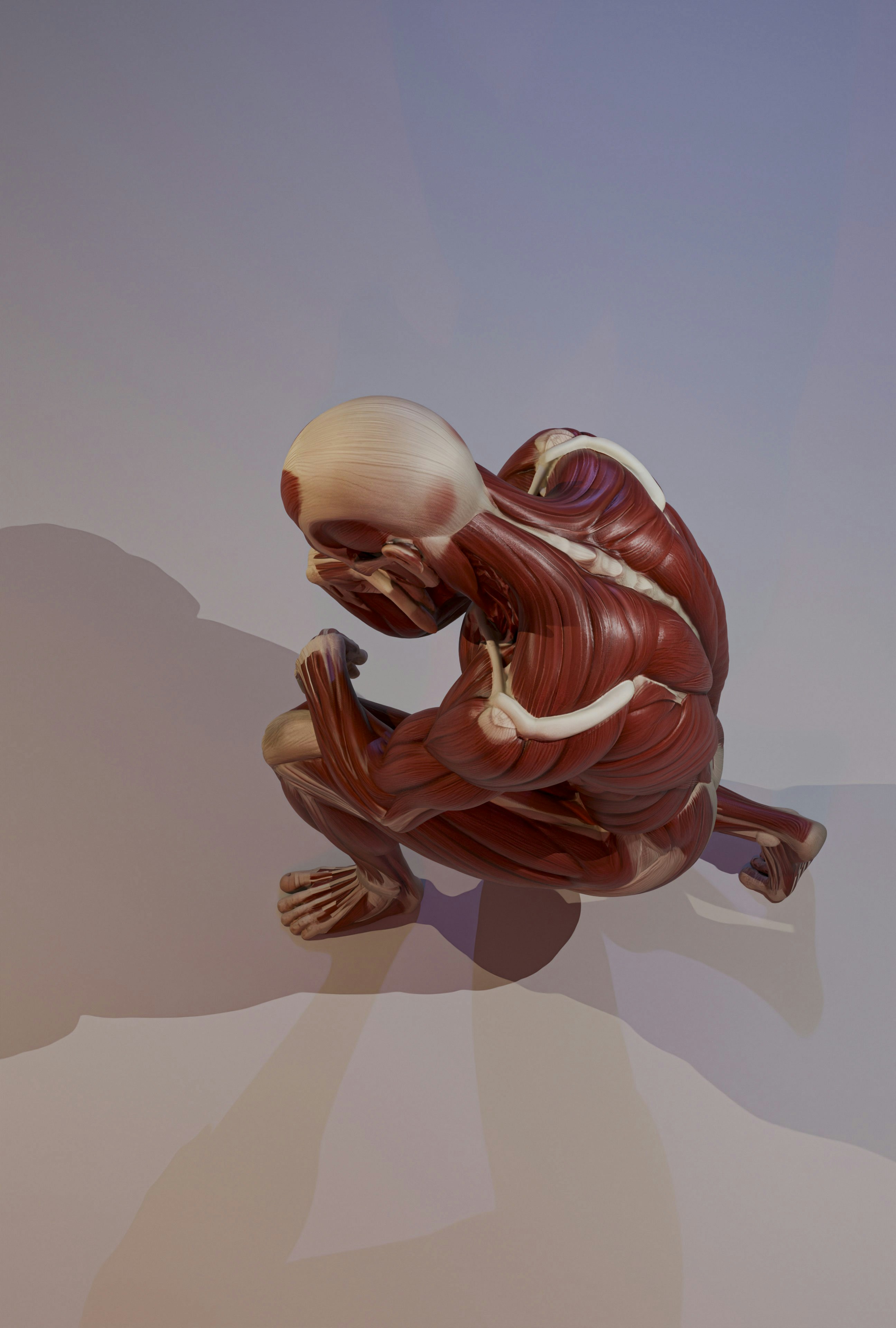 Human muscle anatomy model in a crouching position