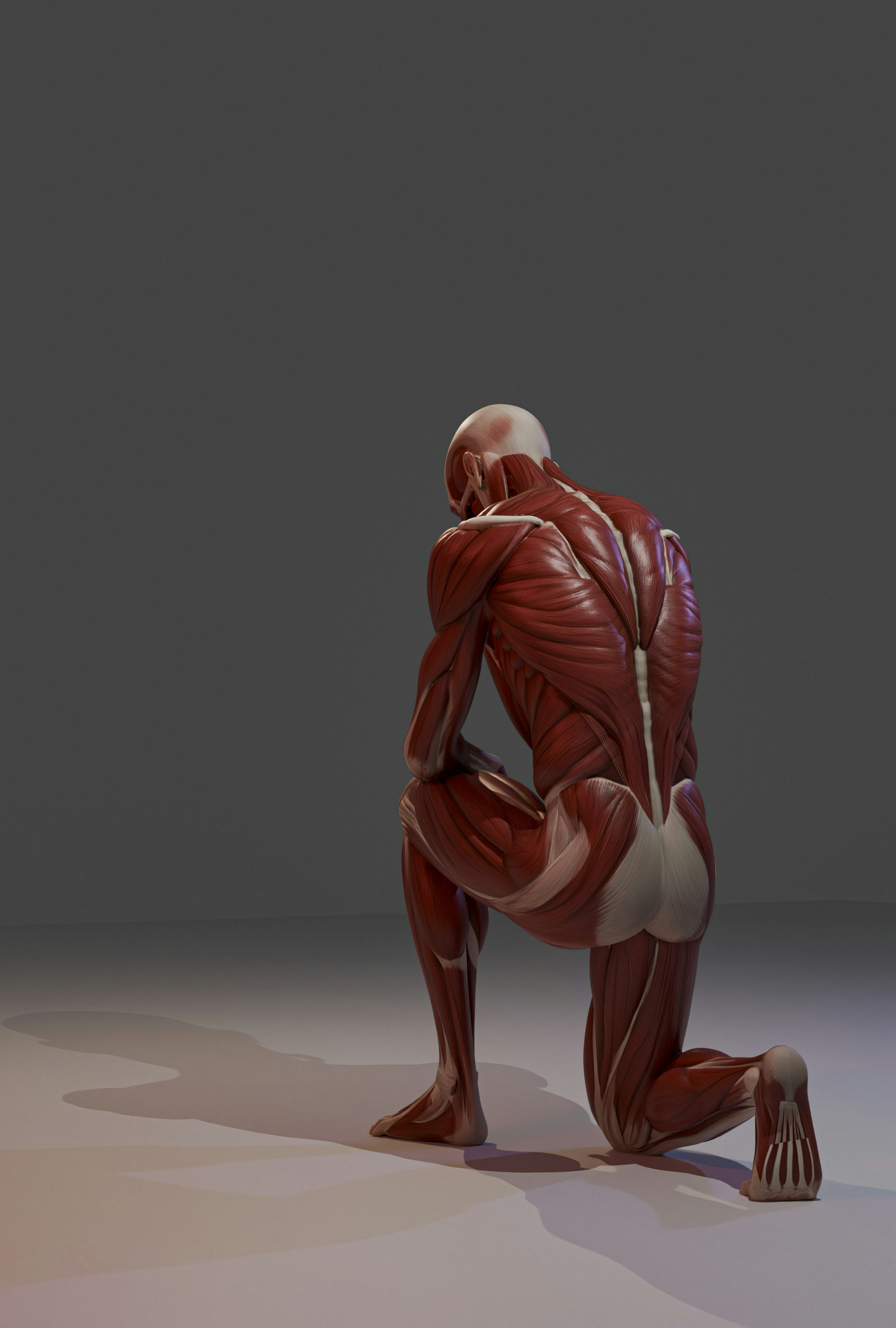 joint pain anatomy wallpaper, wallpaper, Obat Pengapuran Tulang: 9 Solusi Ampuh Redakan Nyeri Sendi 5