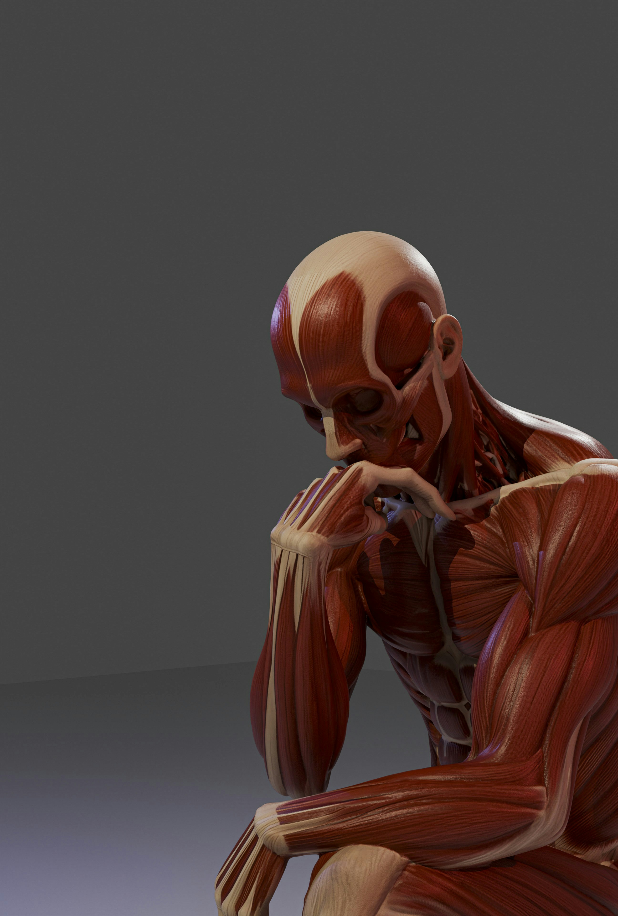 Human anatomical model showing muscles in a thinking pose