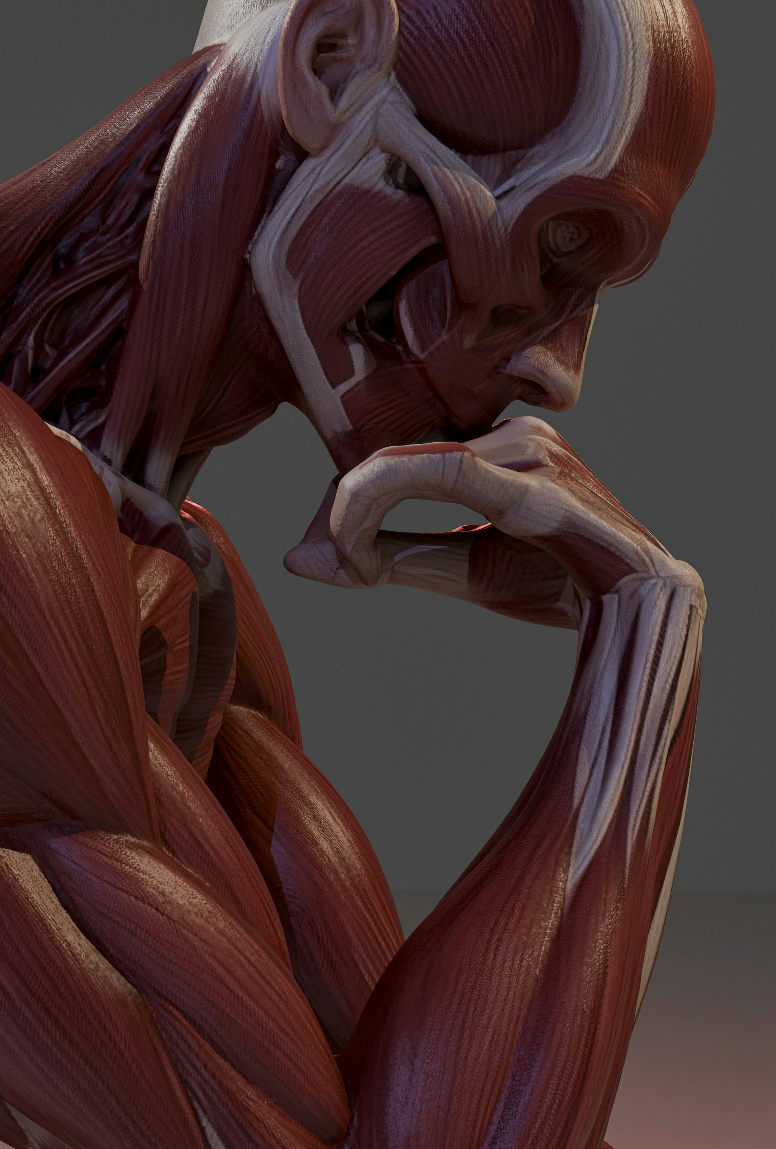 Anatomical model of human muscles, thinking pose