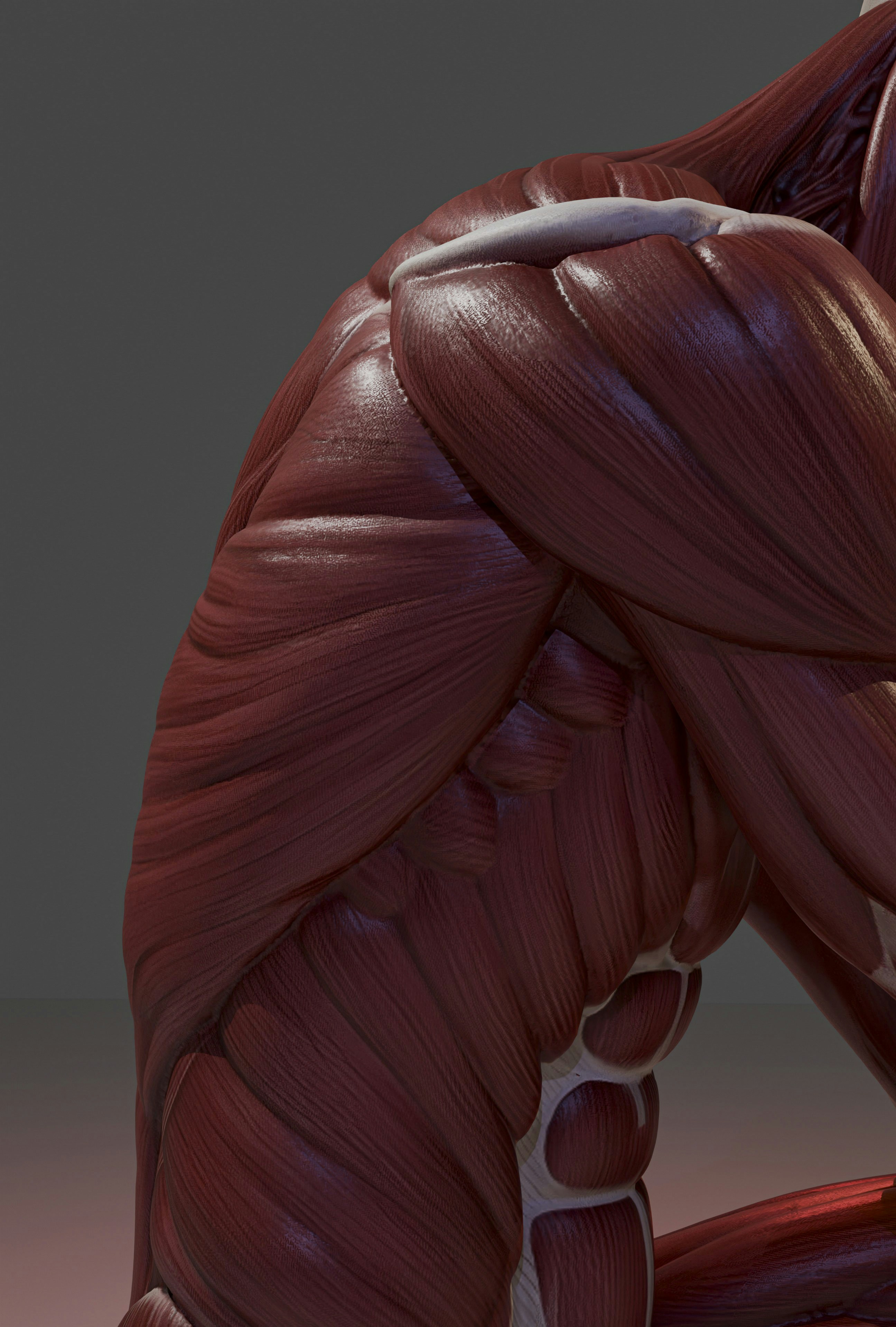 Detailed anatomical model of human shoulder and torso muscles