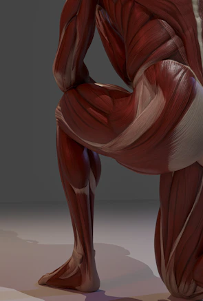 Detailed anatomical model of human leg muscles kneeling