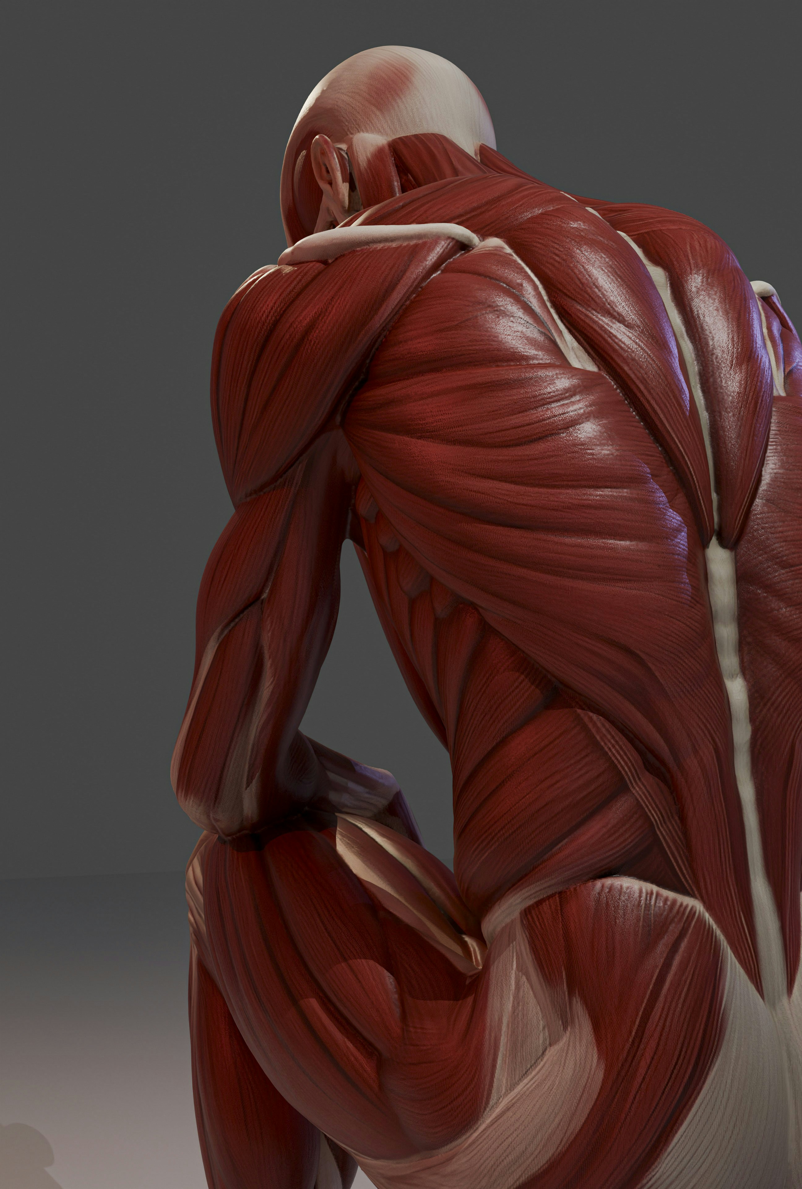 human leg anatomy fitness, wallpaper, How to Fix X-Shaped Legs: Exercises, Treatments, and Guides 6