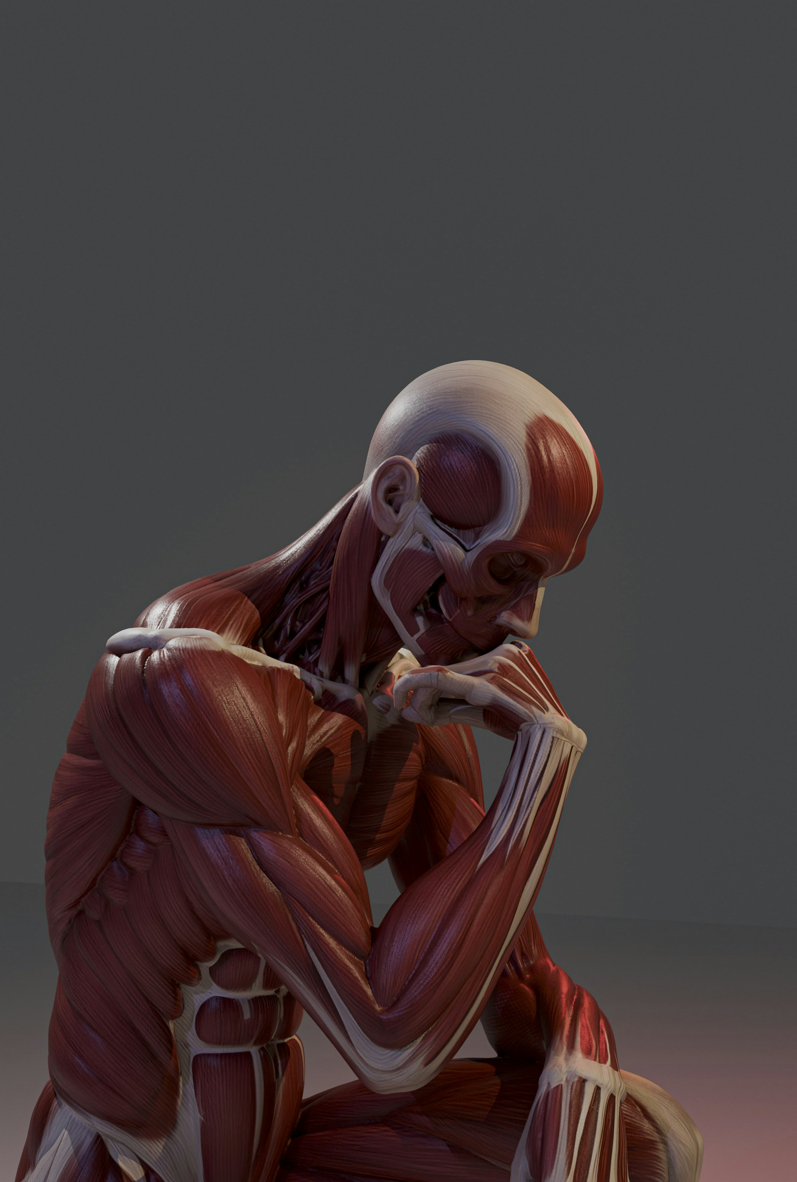 Detailed human muscle model in a contemplative pose