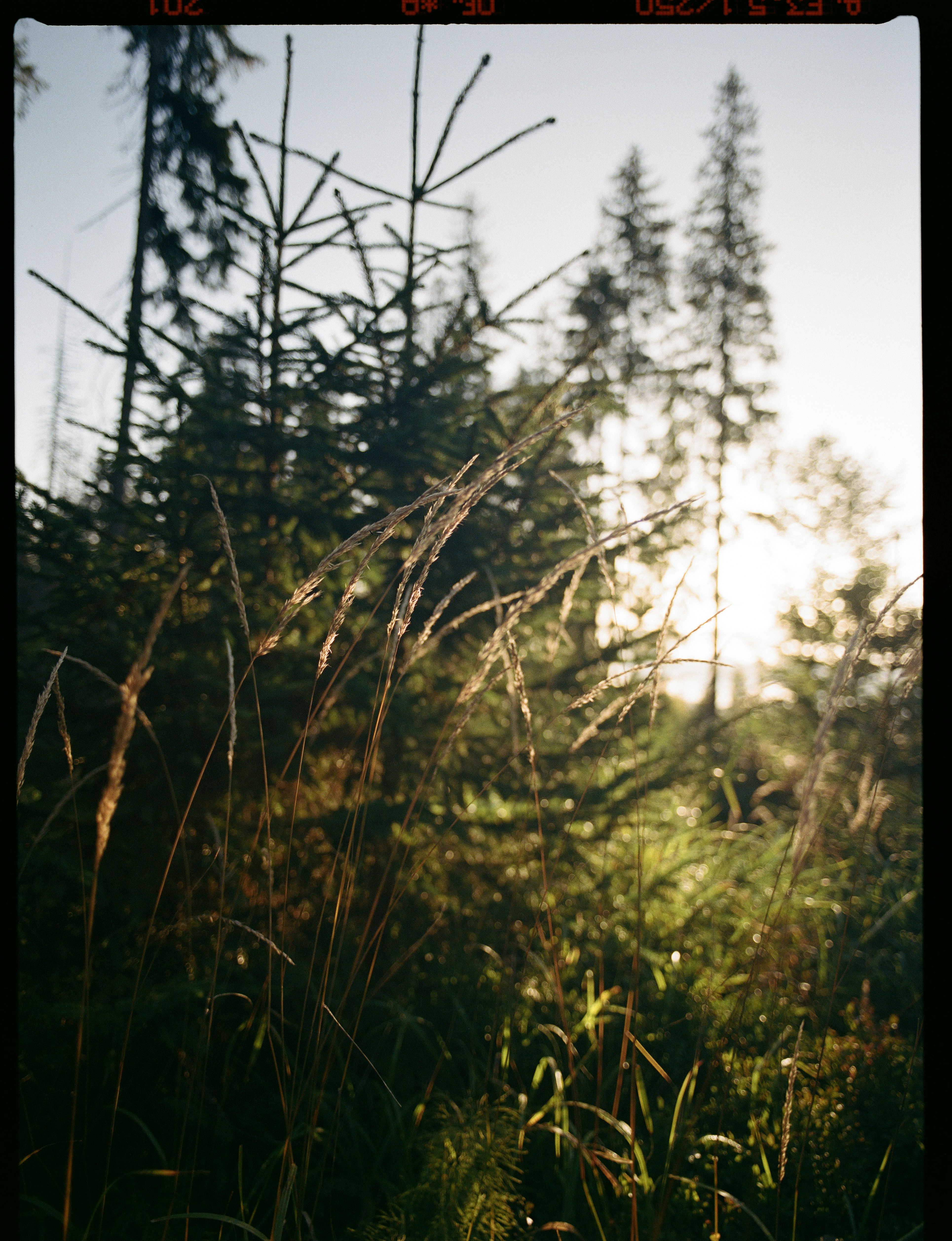 Goldenes Stundenlicht, das durch hohes Gras und Kiefern filtert.
