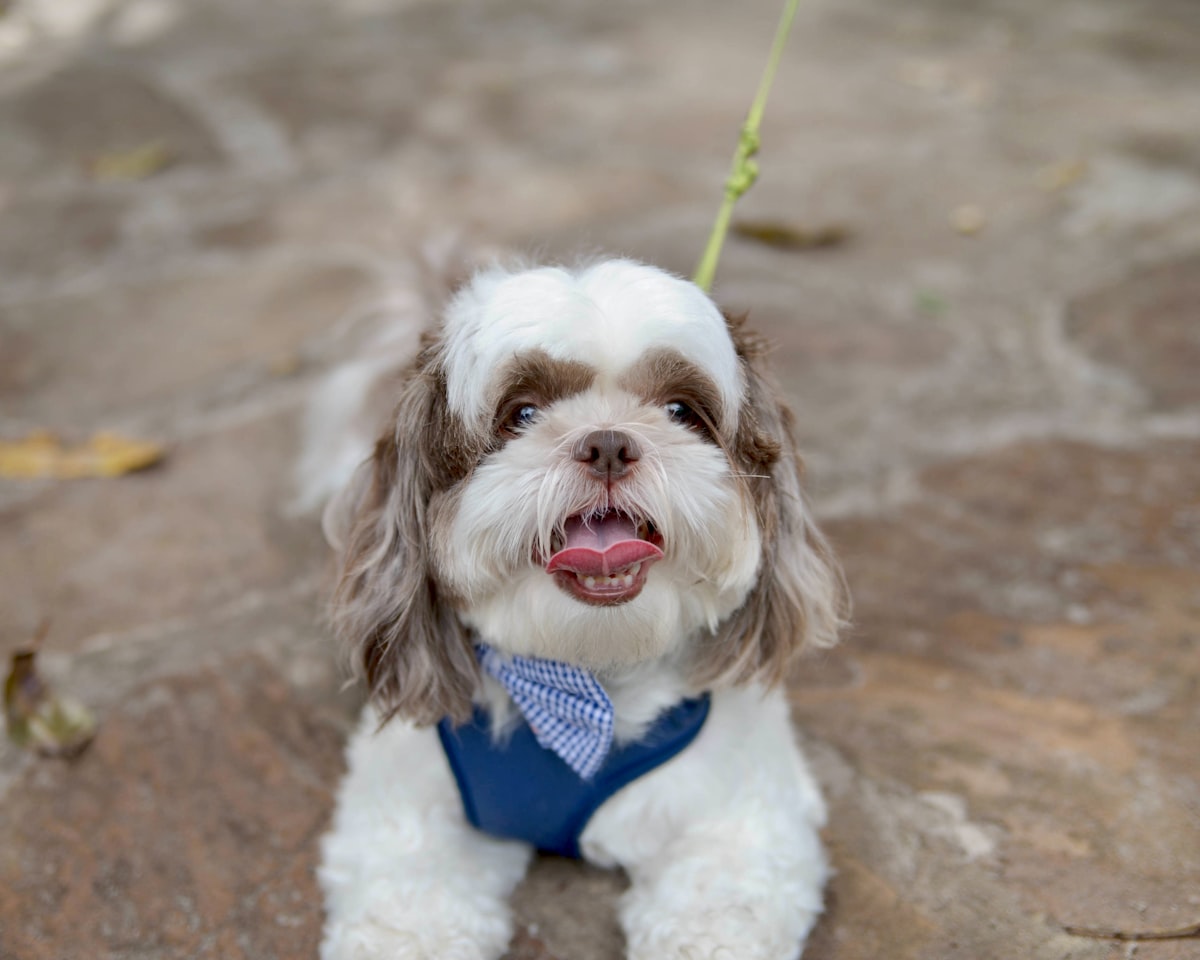 A dog looking up attentively at its owner