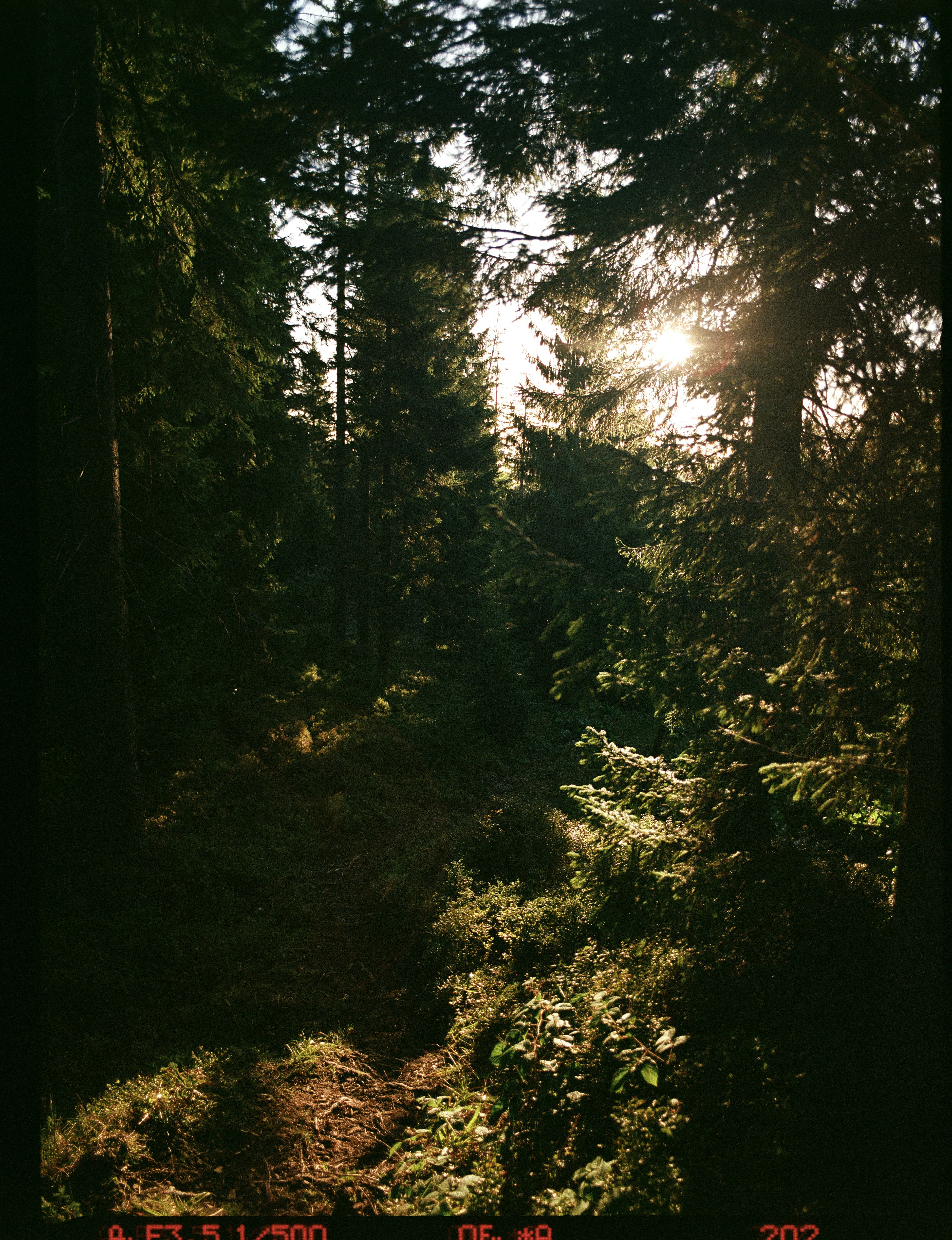 Sonnenlicht, das durch tiefe Waldbäume bricht