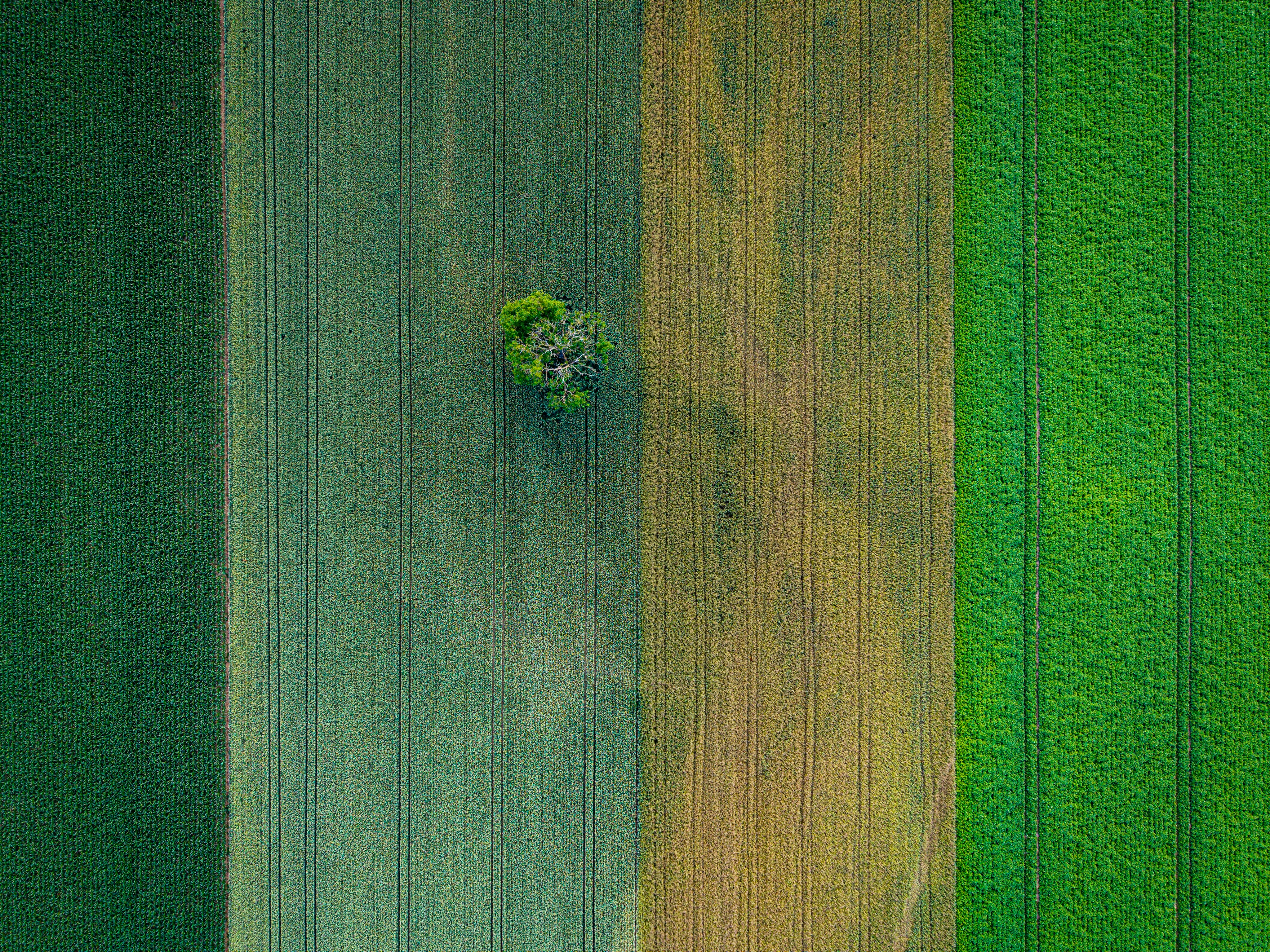 Crop field using our fertilizers
