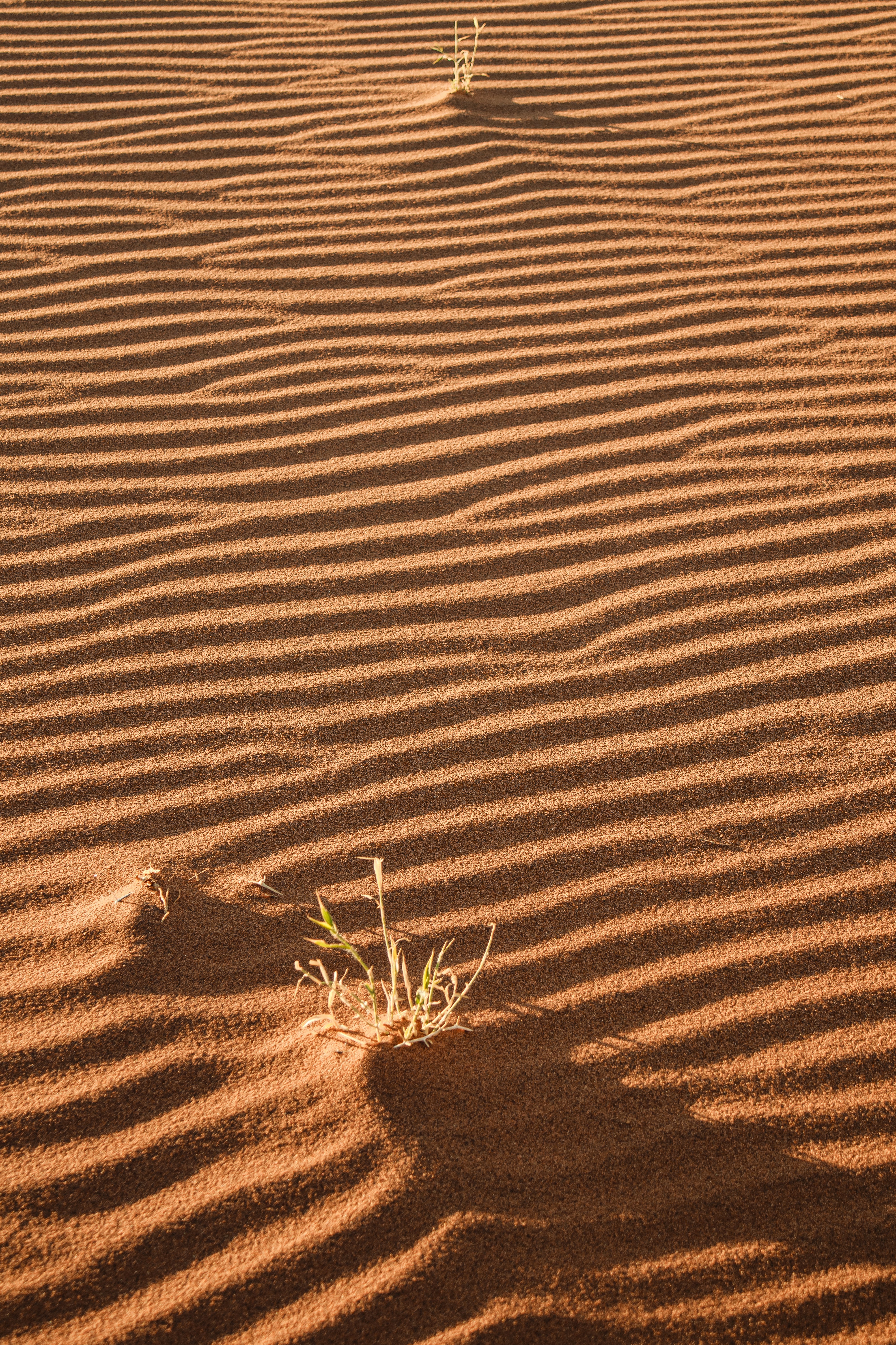 Desert sand dunes with rippled patterns and sparse green grass.