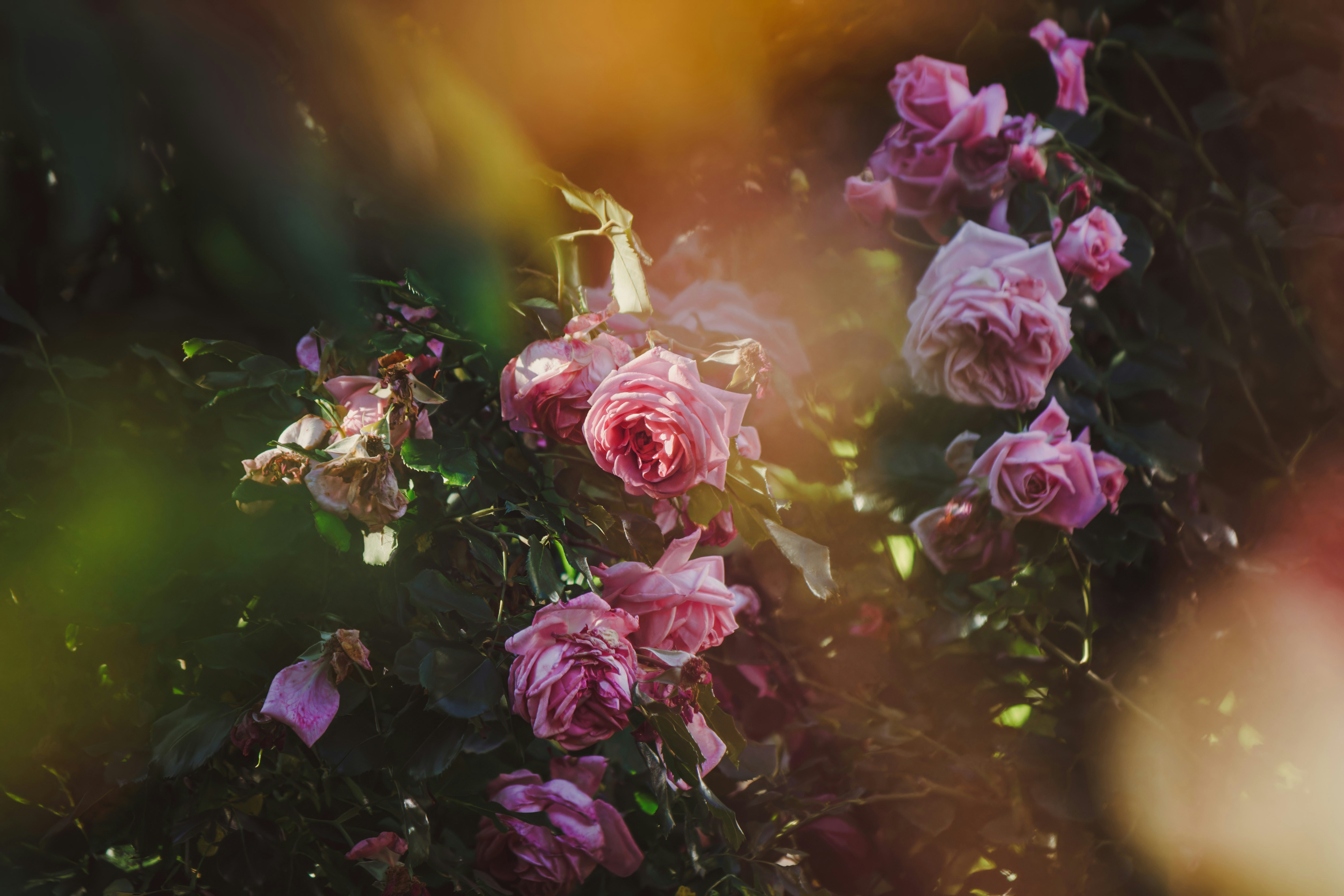 Photo by fenyfogo