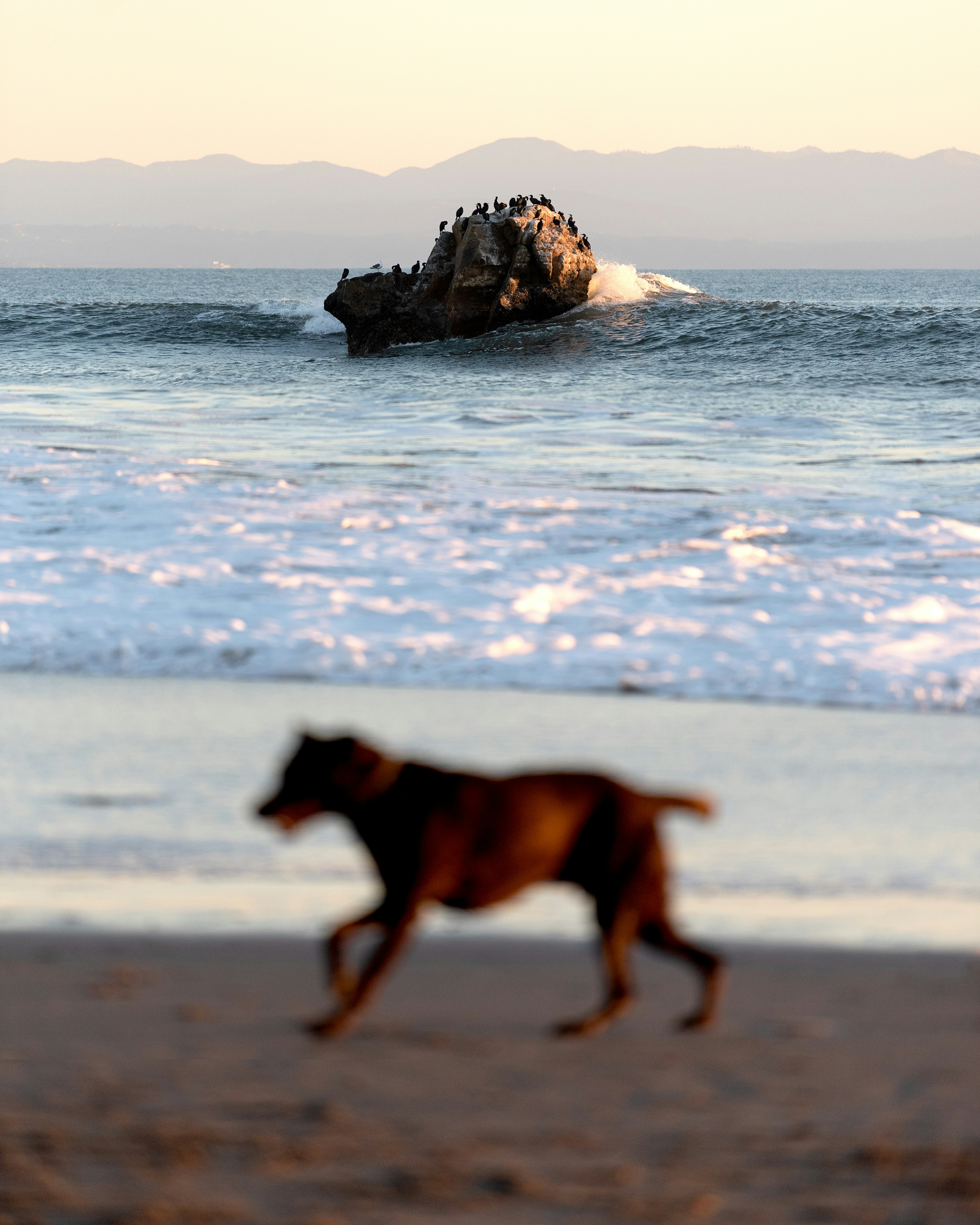 Blurry dog runs on beach with ocean rock and birds.