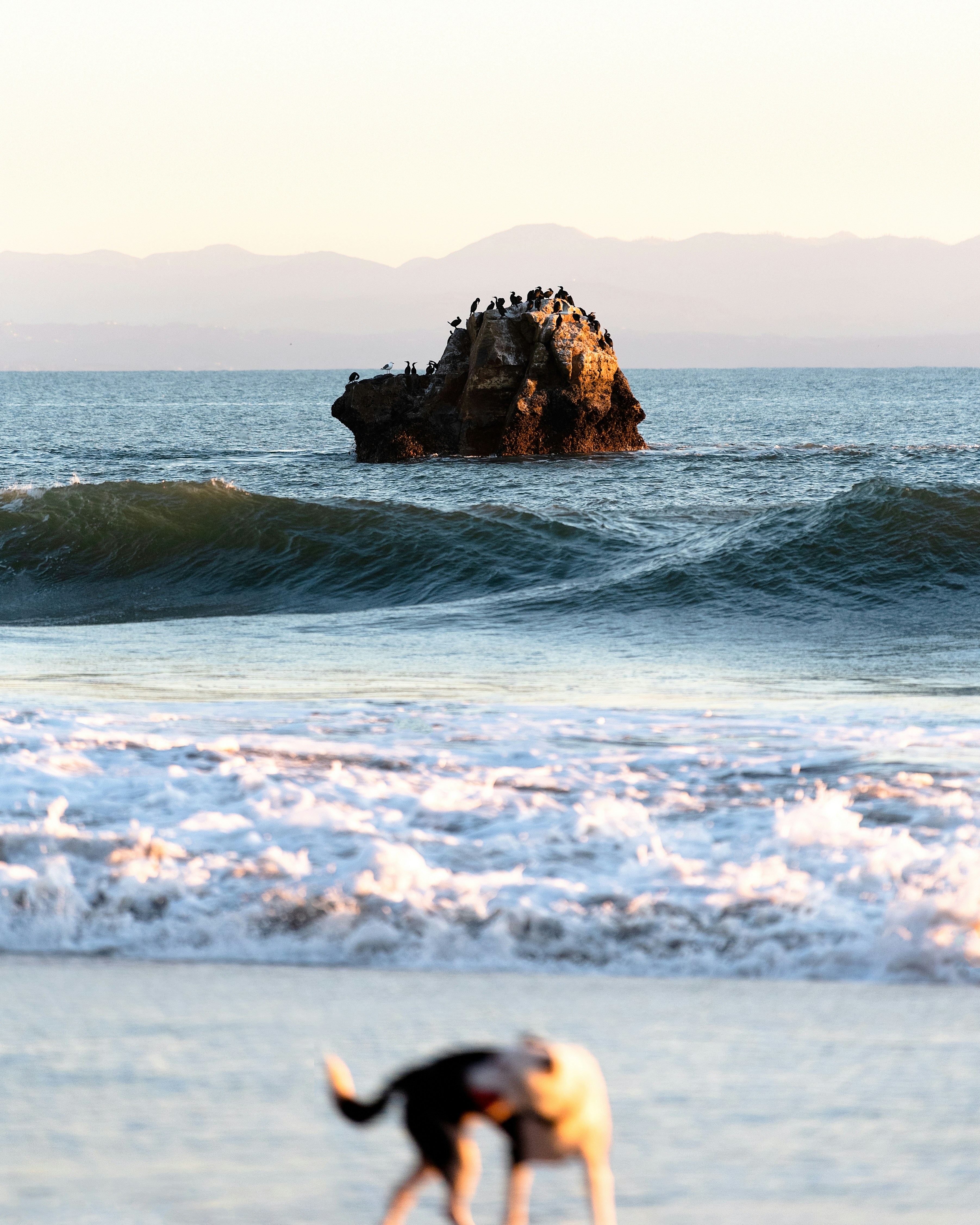 Dog on beach with ocean rock and distant mountains.