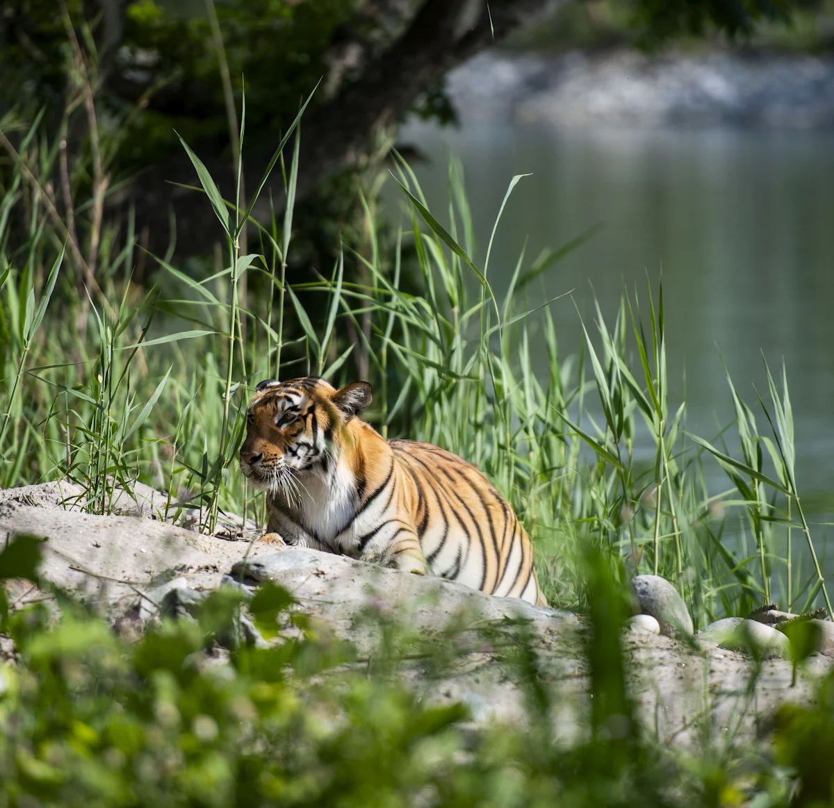 Dudhwa NP