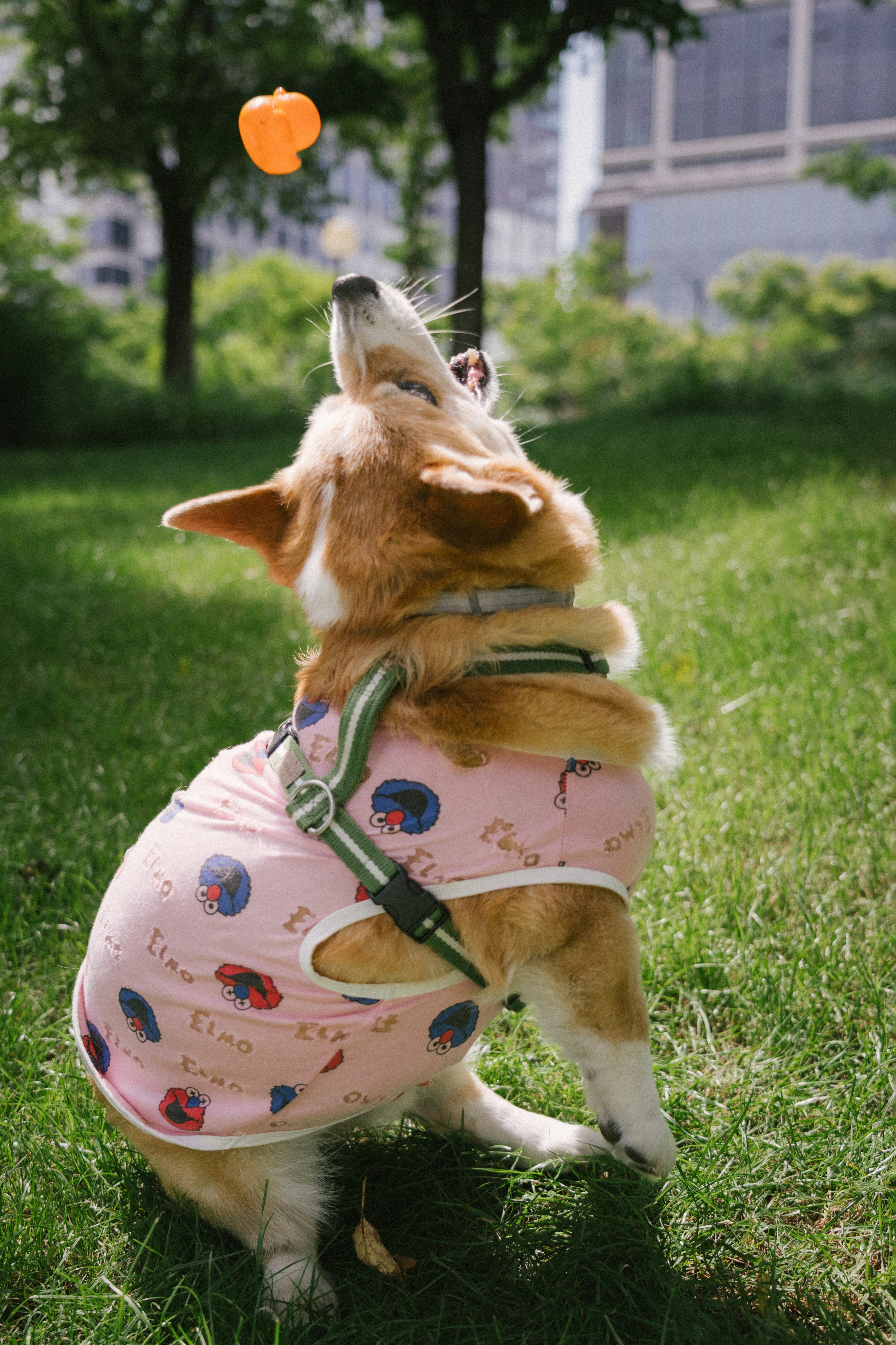 Perro corgi con camiseta rosa atrapa un juguete naranja en el parque.