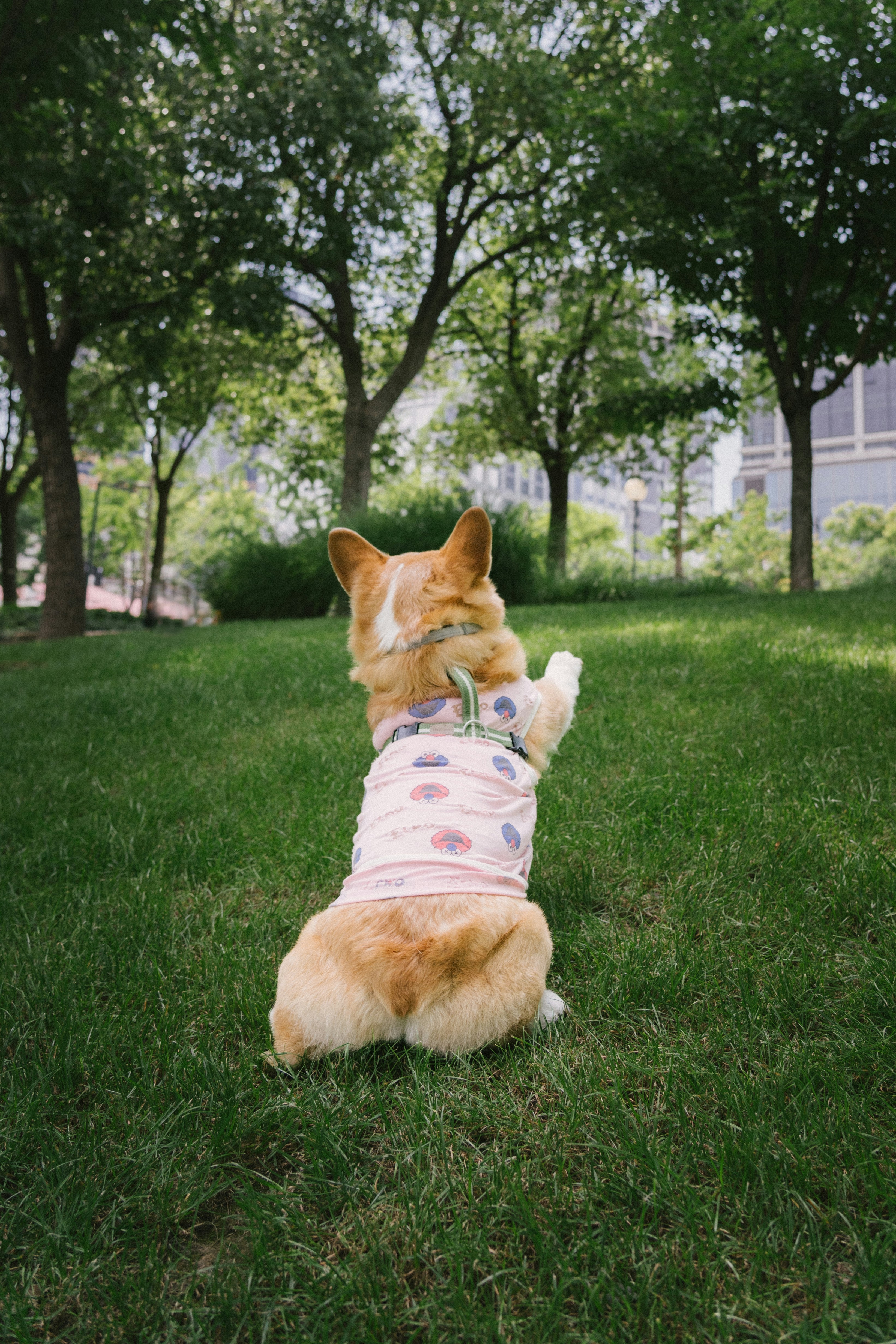 Corgi con camiseta se sienta en la hierba mirando los árboles.