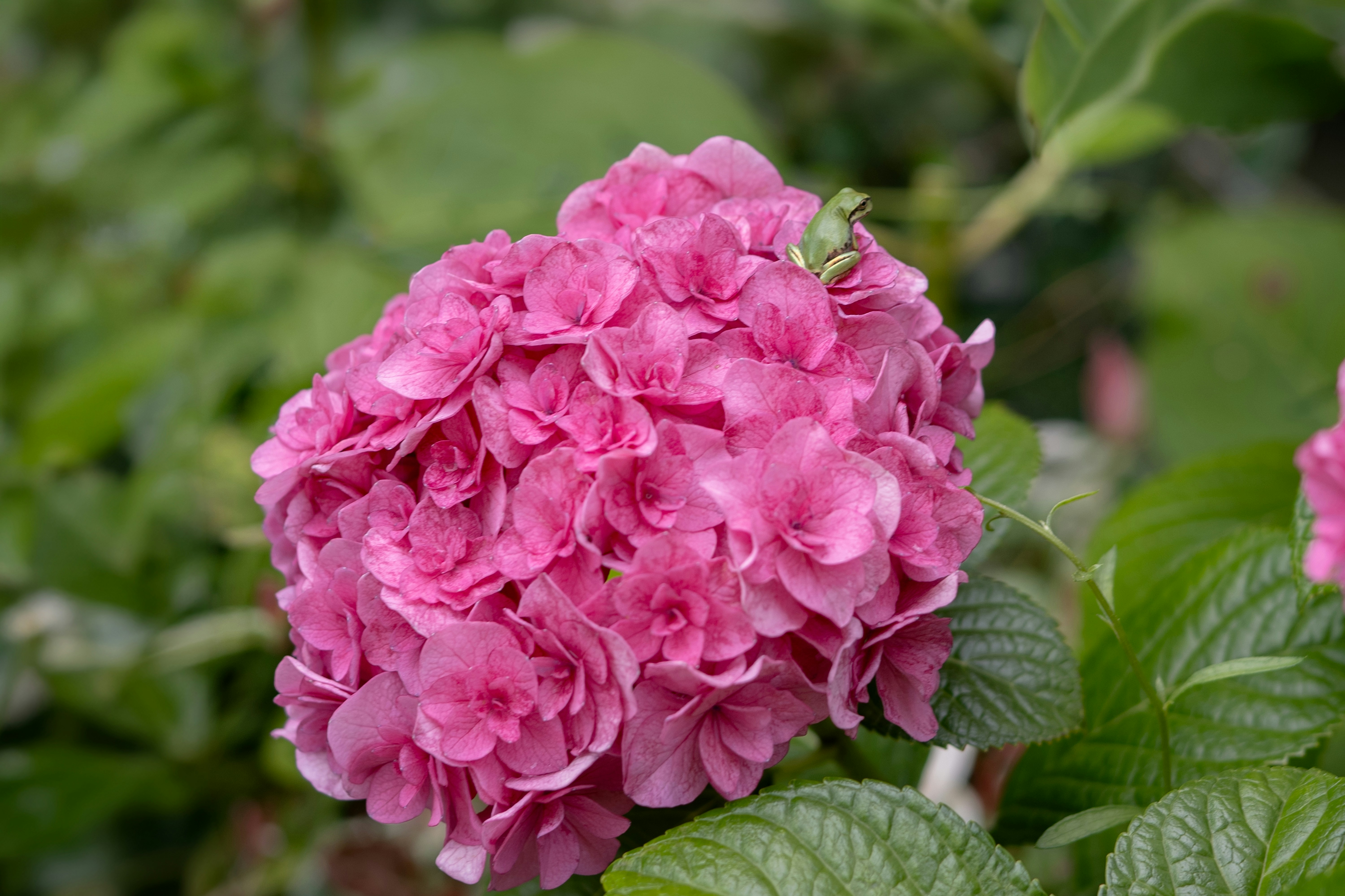 A vibrant pink hydrangea flower blooming in a garden - Free Photo on ...