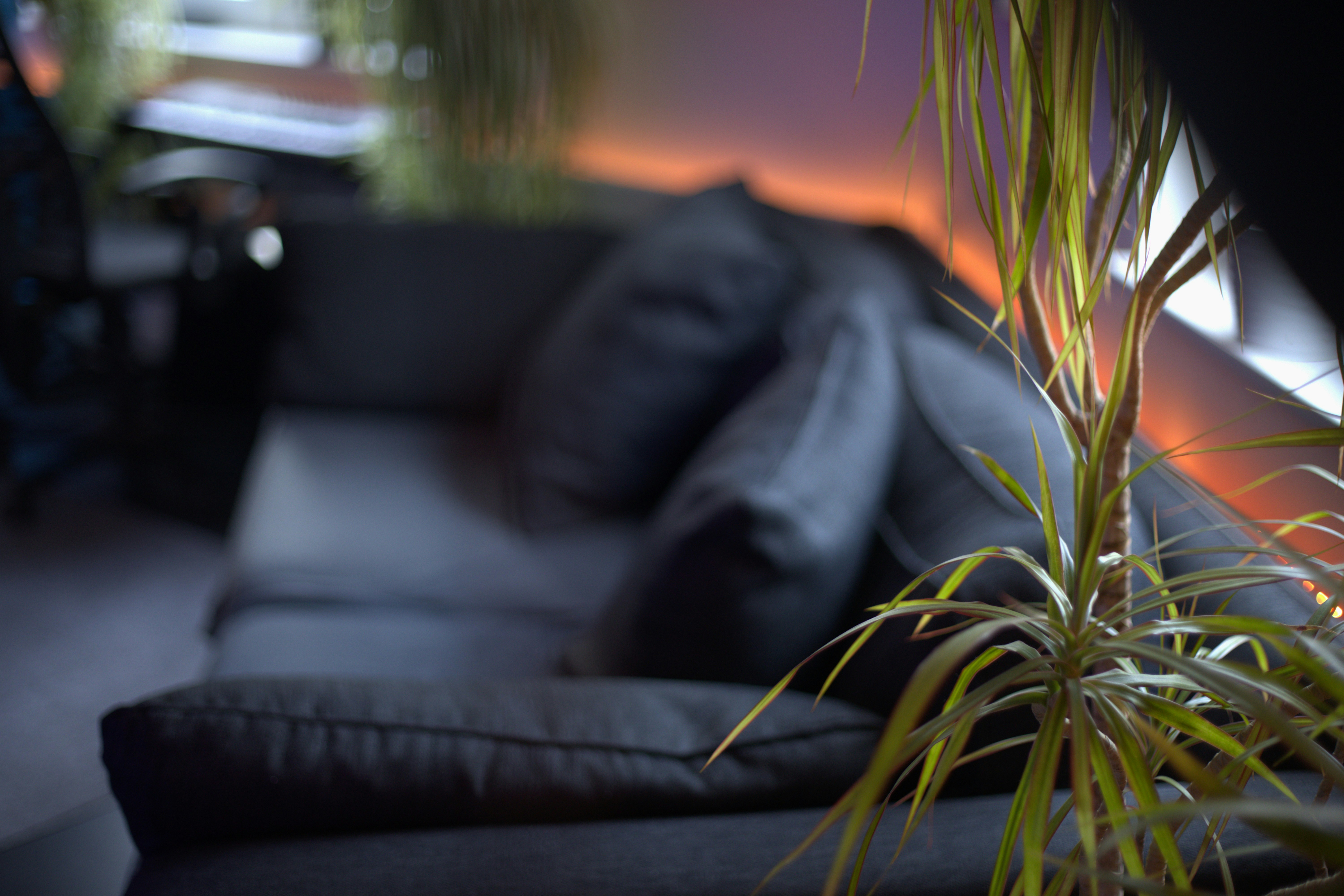 Plant in foreground, blurry sofa and warm ambient lighting.