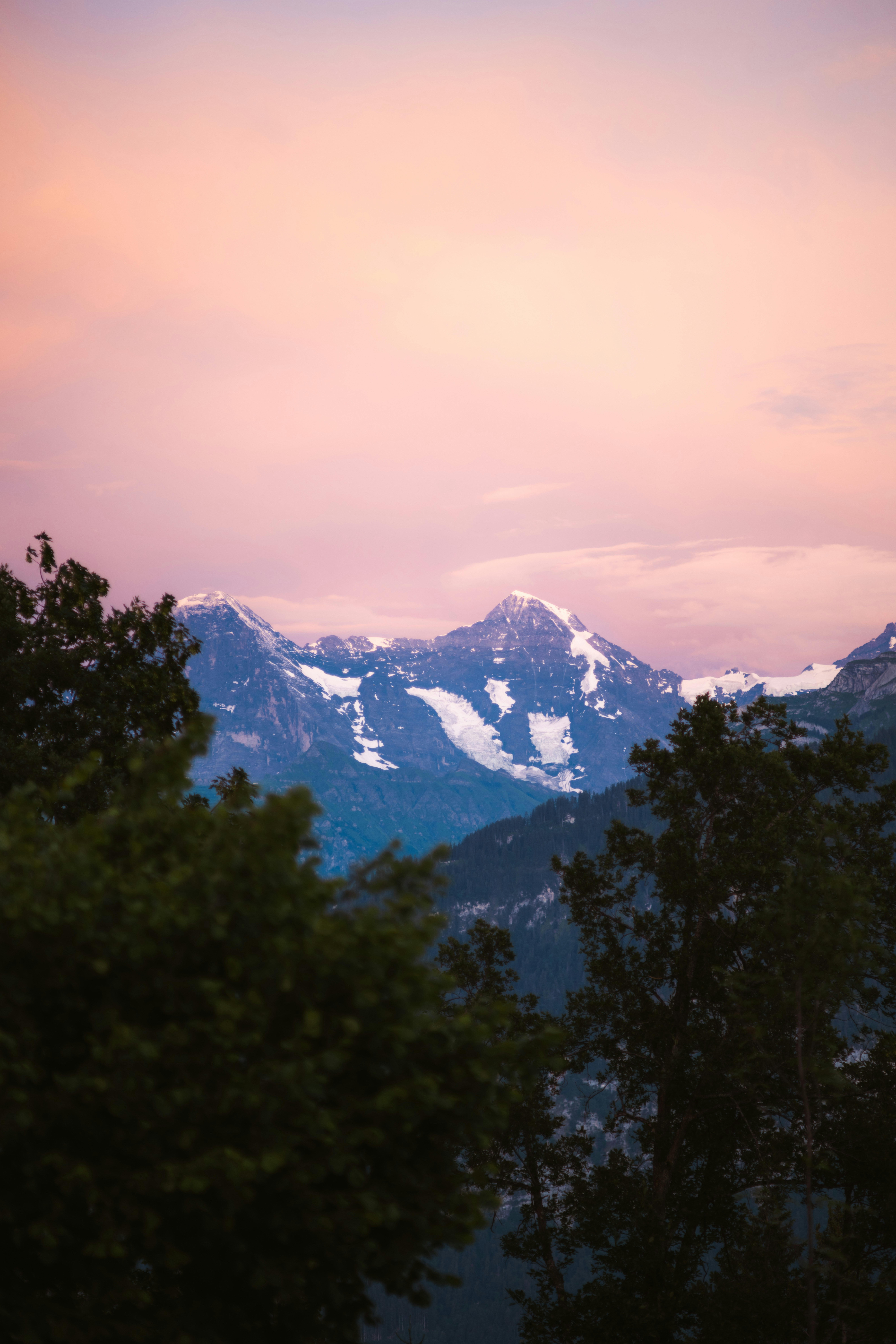 Pink sunset sky over snow-capped mountains and dark trees.