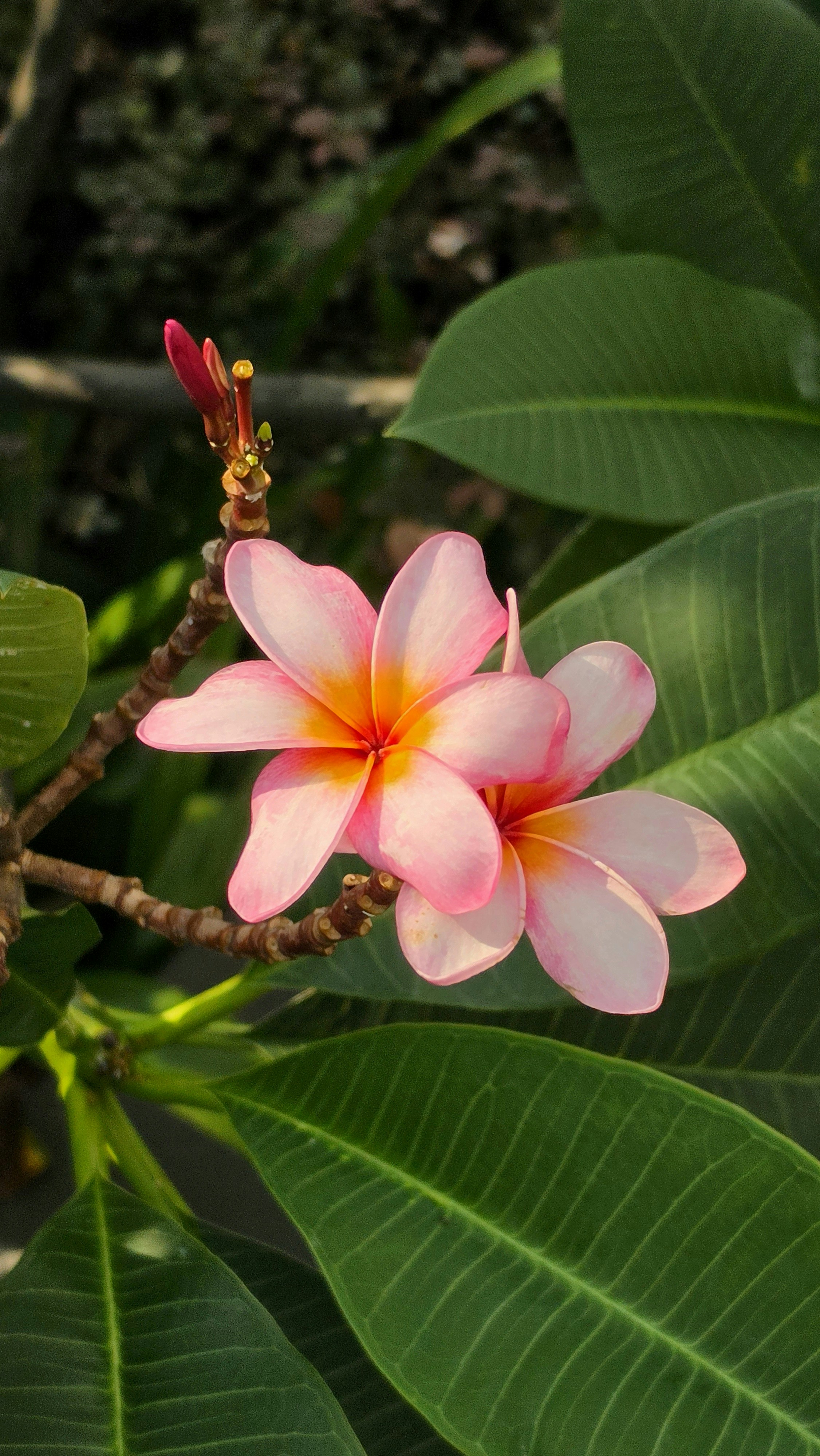 Two pink and yellow plumeria flowers with green leaves