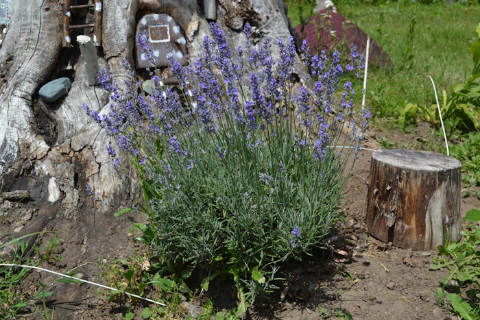 Planten per seizoen