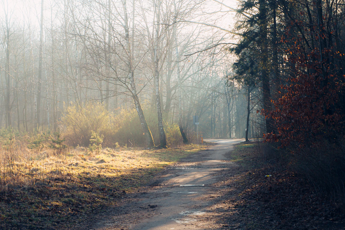 A winding forest path with sunlight filtering through the trees.