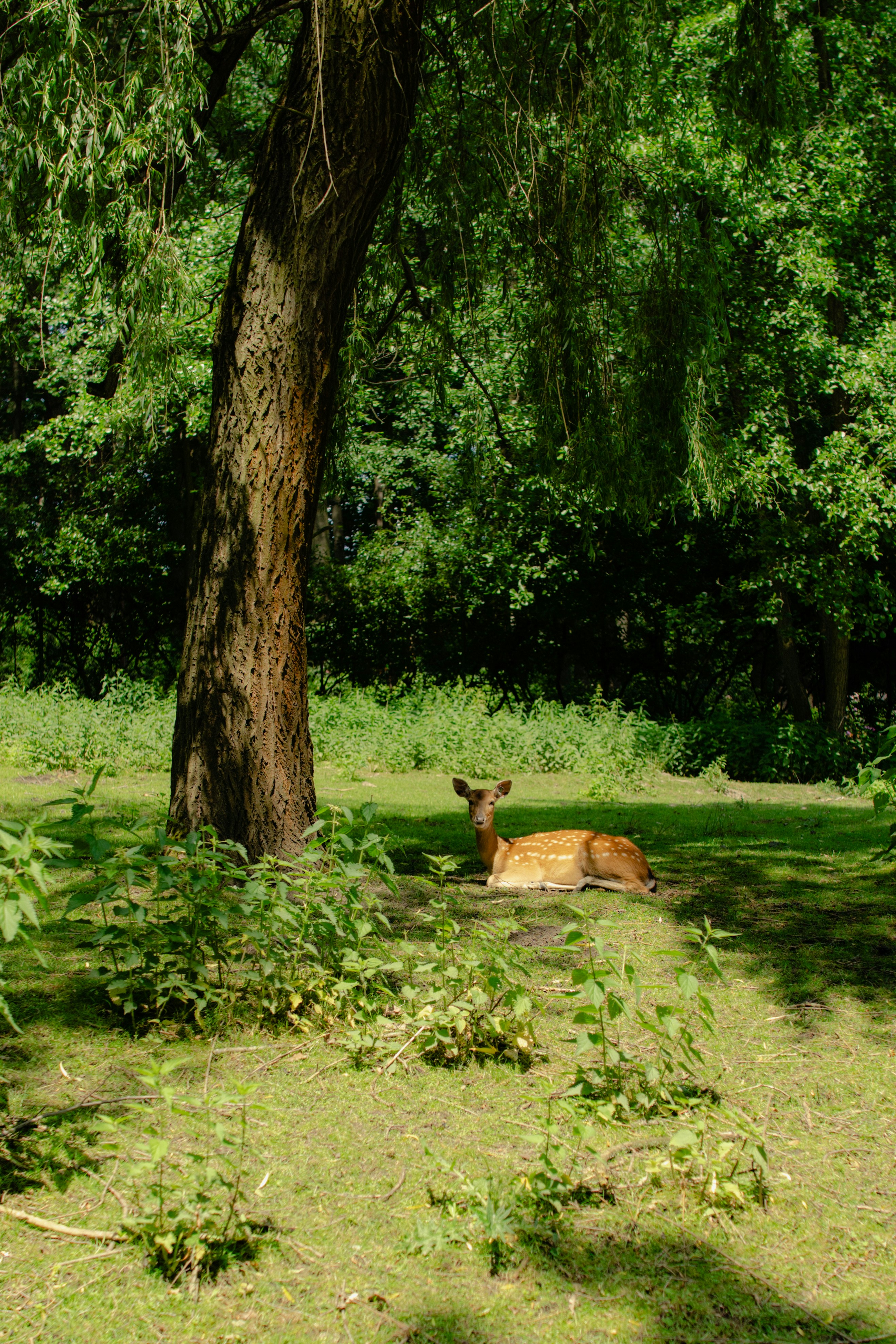 Photo by sprucejpg