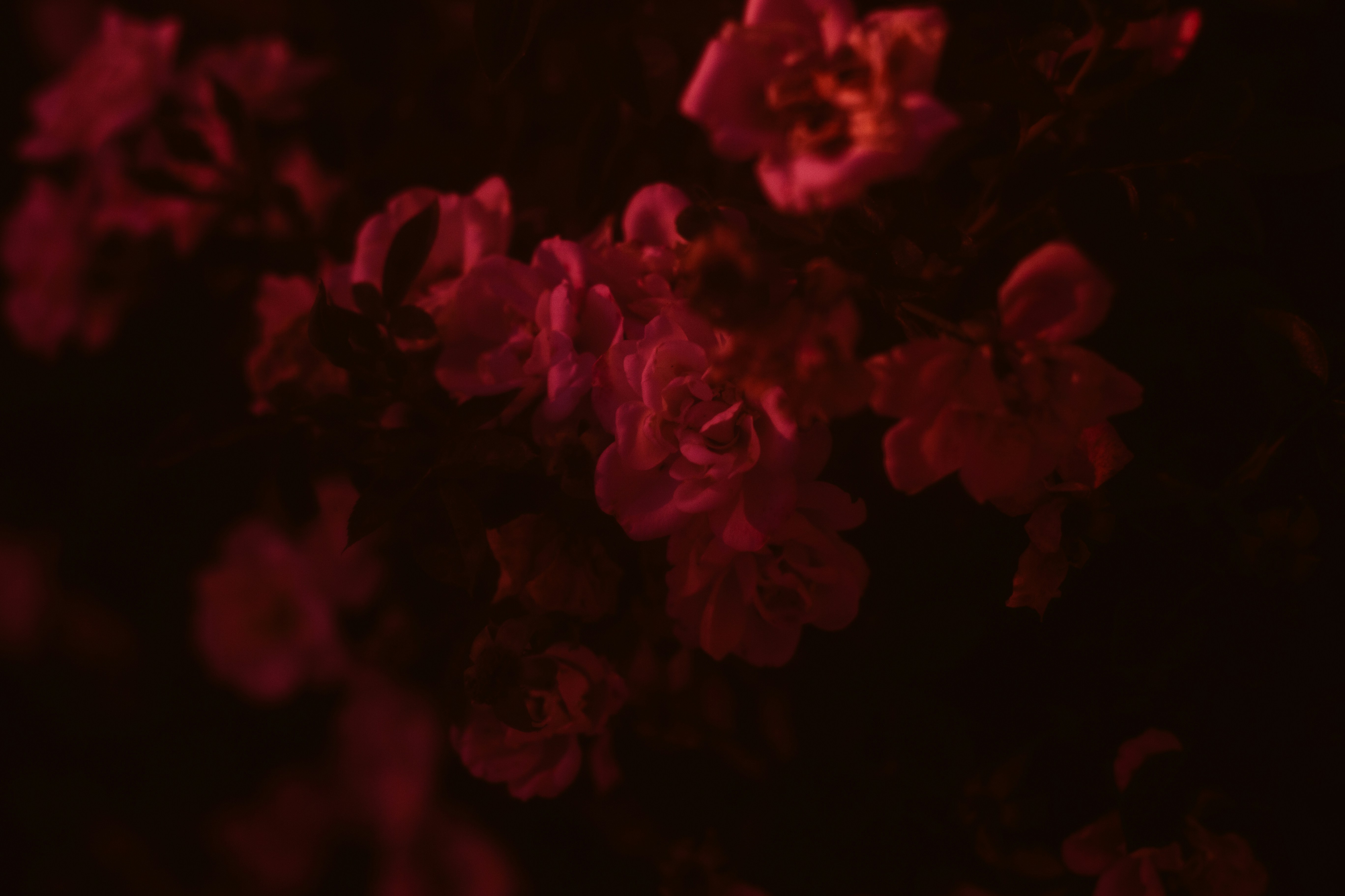 Crimson flowers against a dark, blurry background