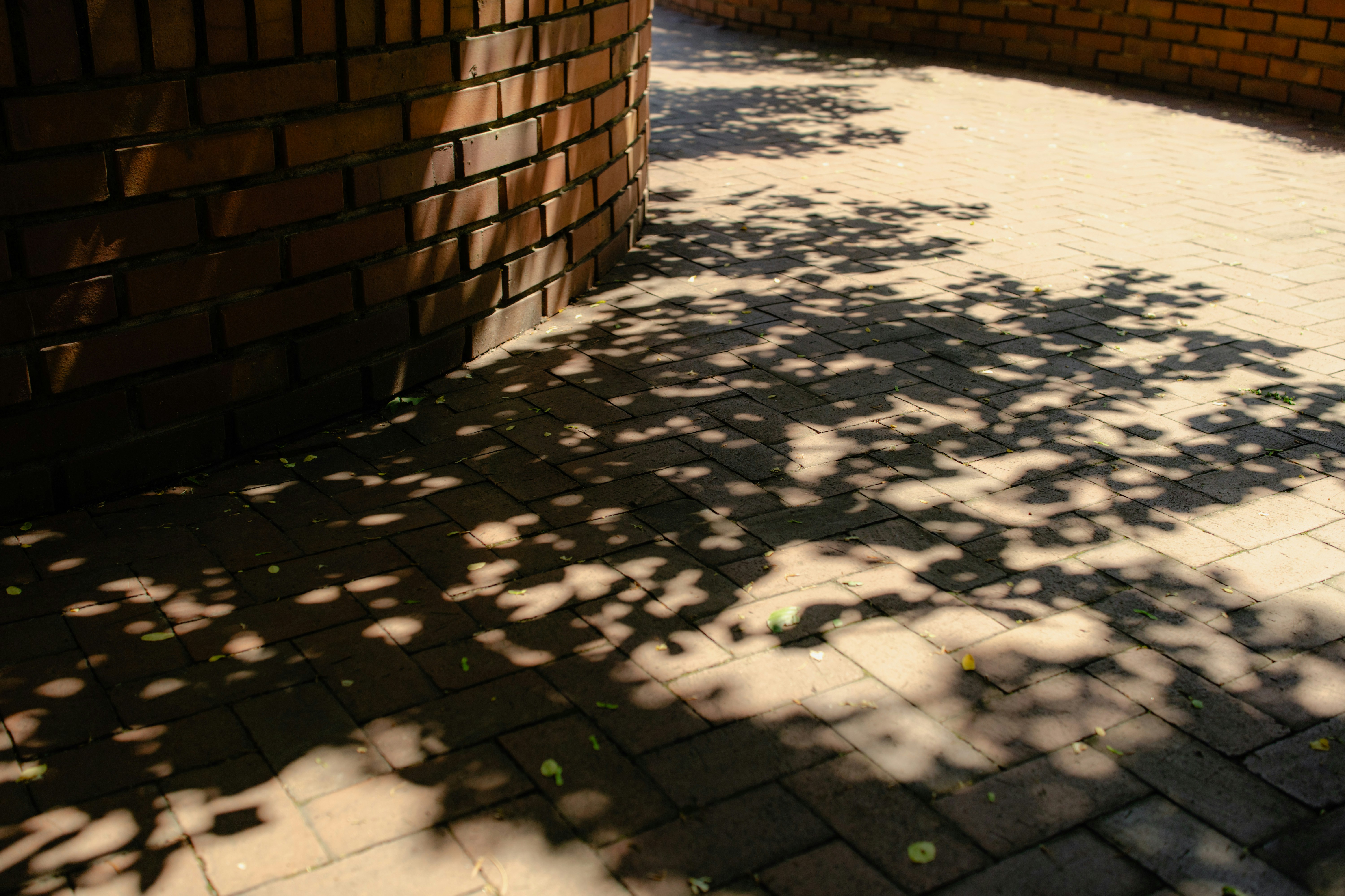 Tree shadows on curved brick wall and paved walkway