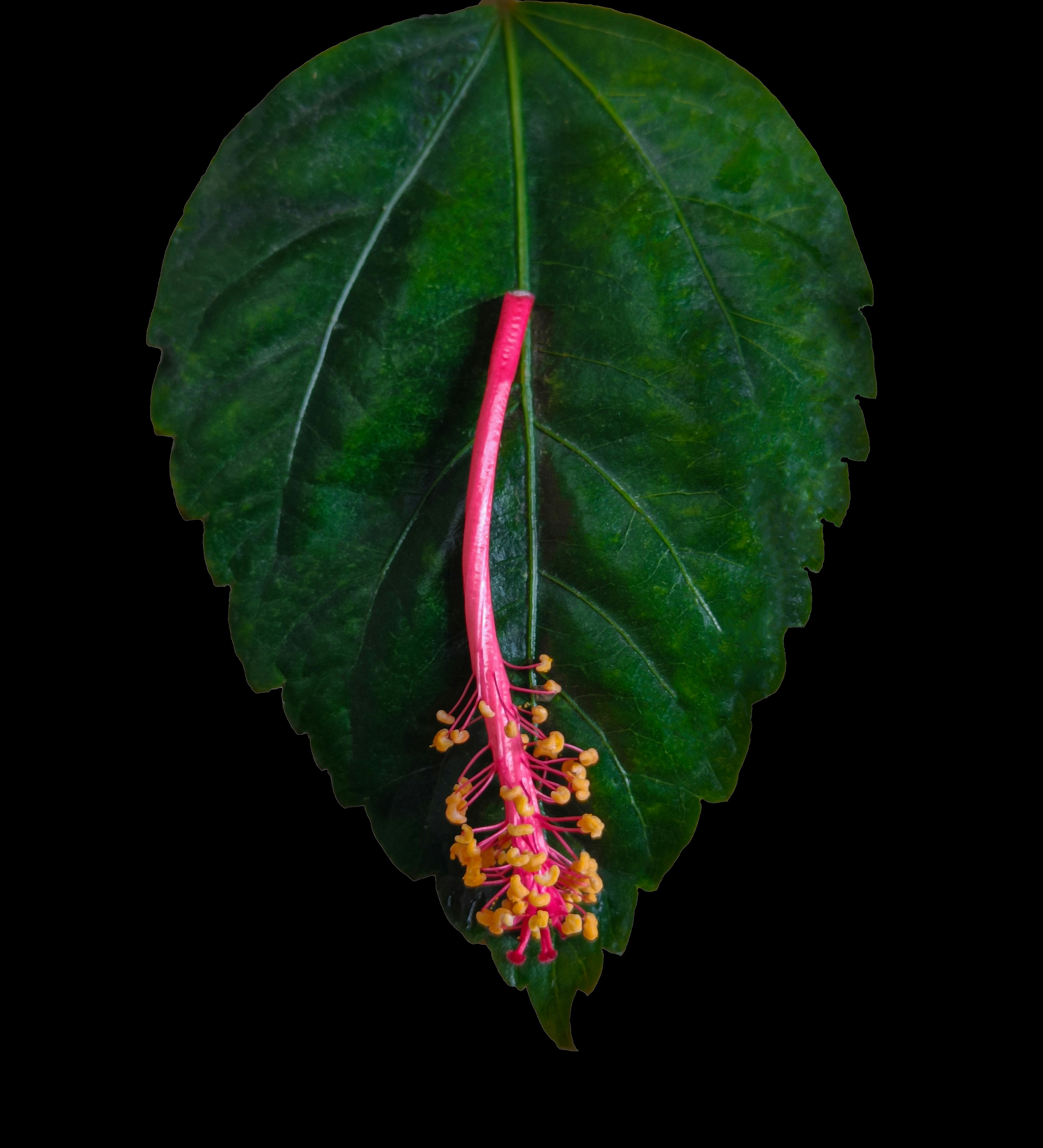 Étame d’hibiscus rose sur une feuille verte