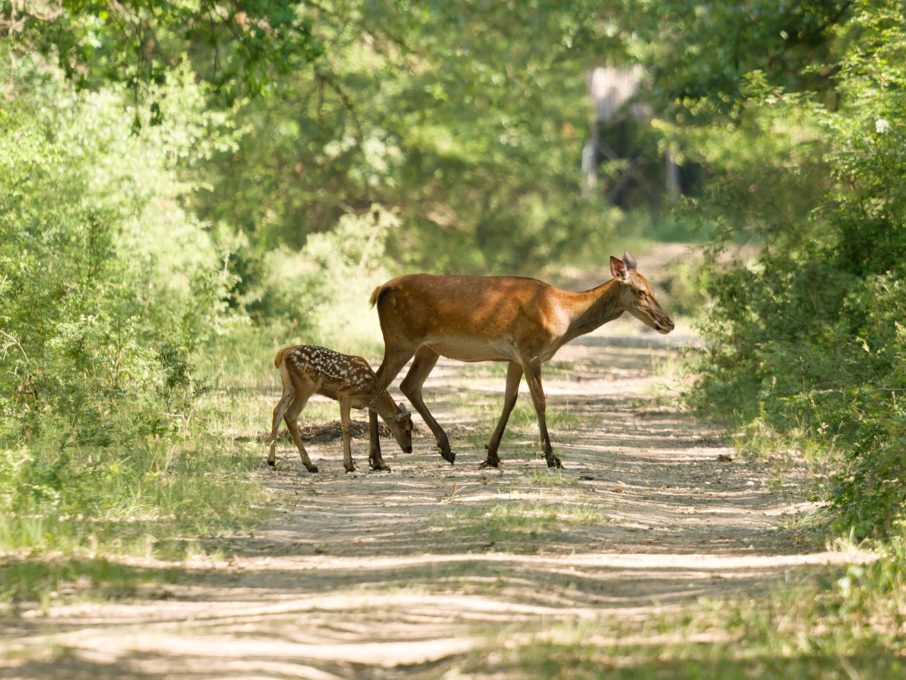 A doe and a spotted fawn crossing a sandy track between green thickets