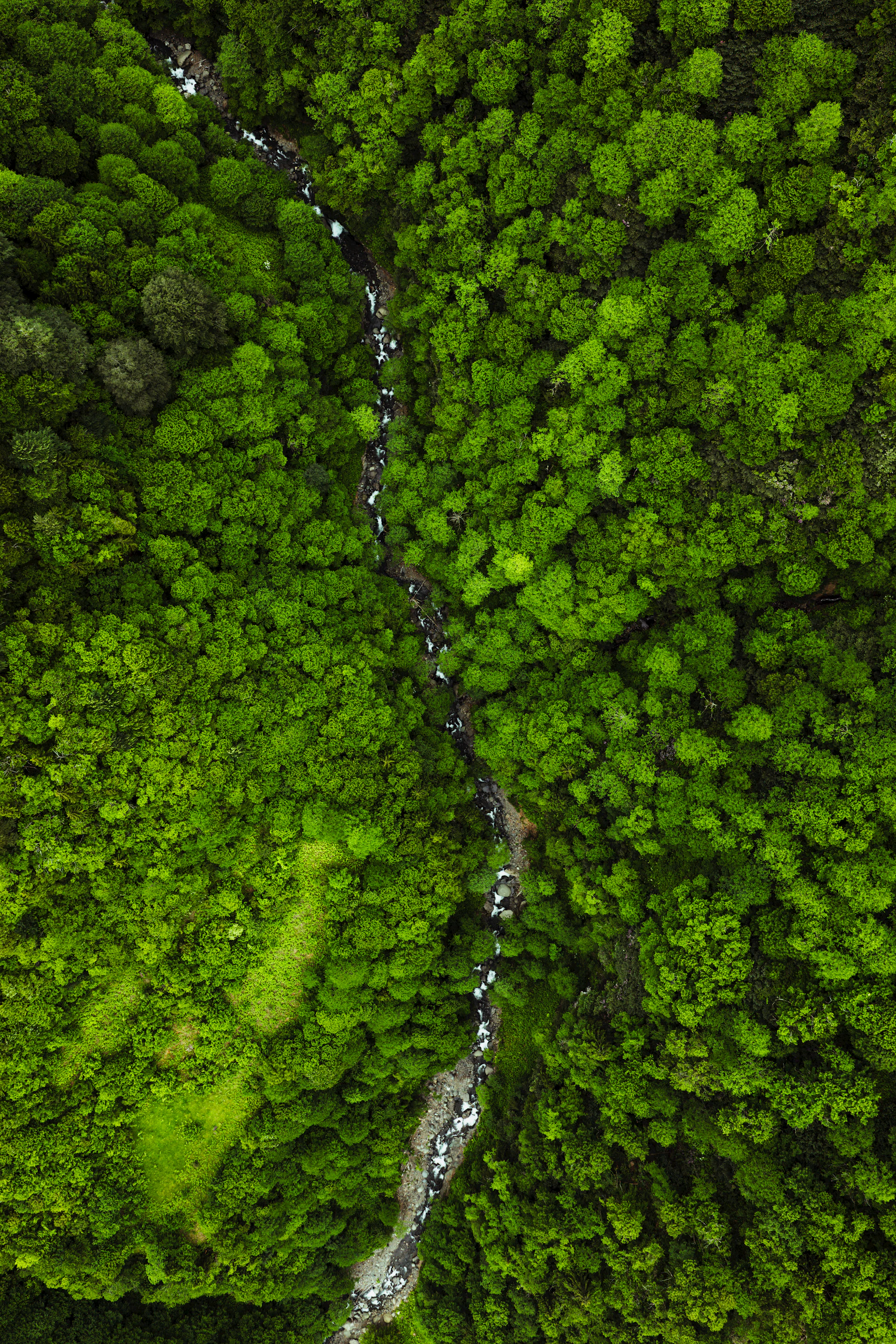 River winding through dense green forest from above