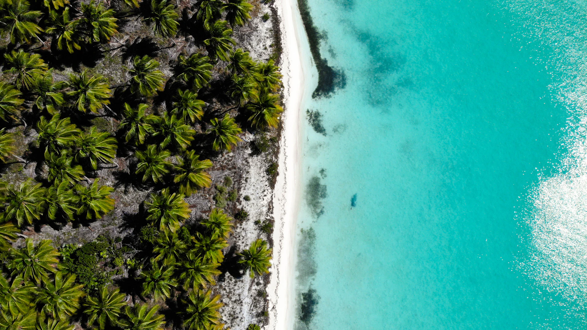 Tropical beach with palm trees and clear turquoise ocean water
