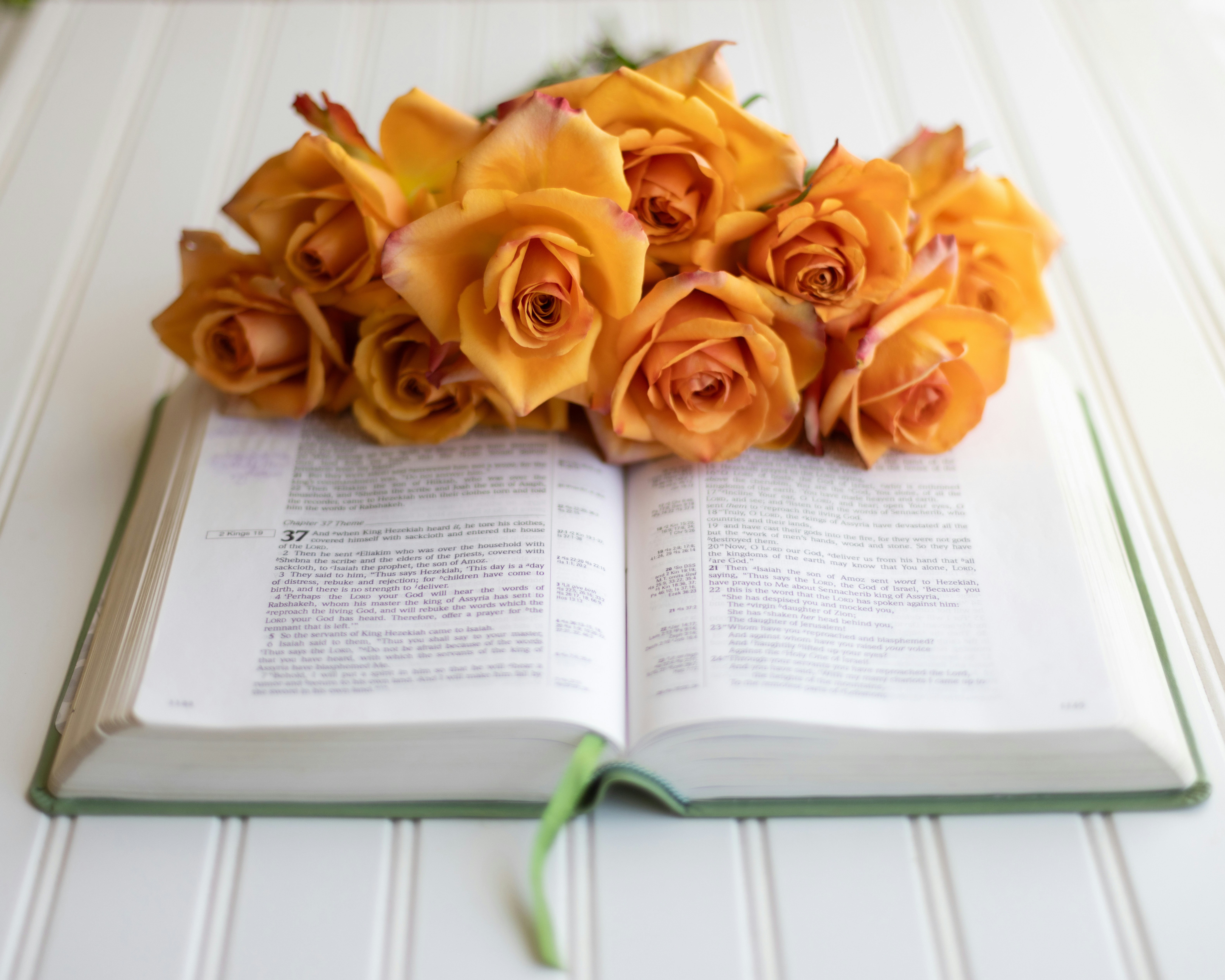 Orange roses on an open bible on a white surface.