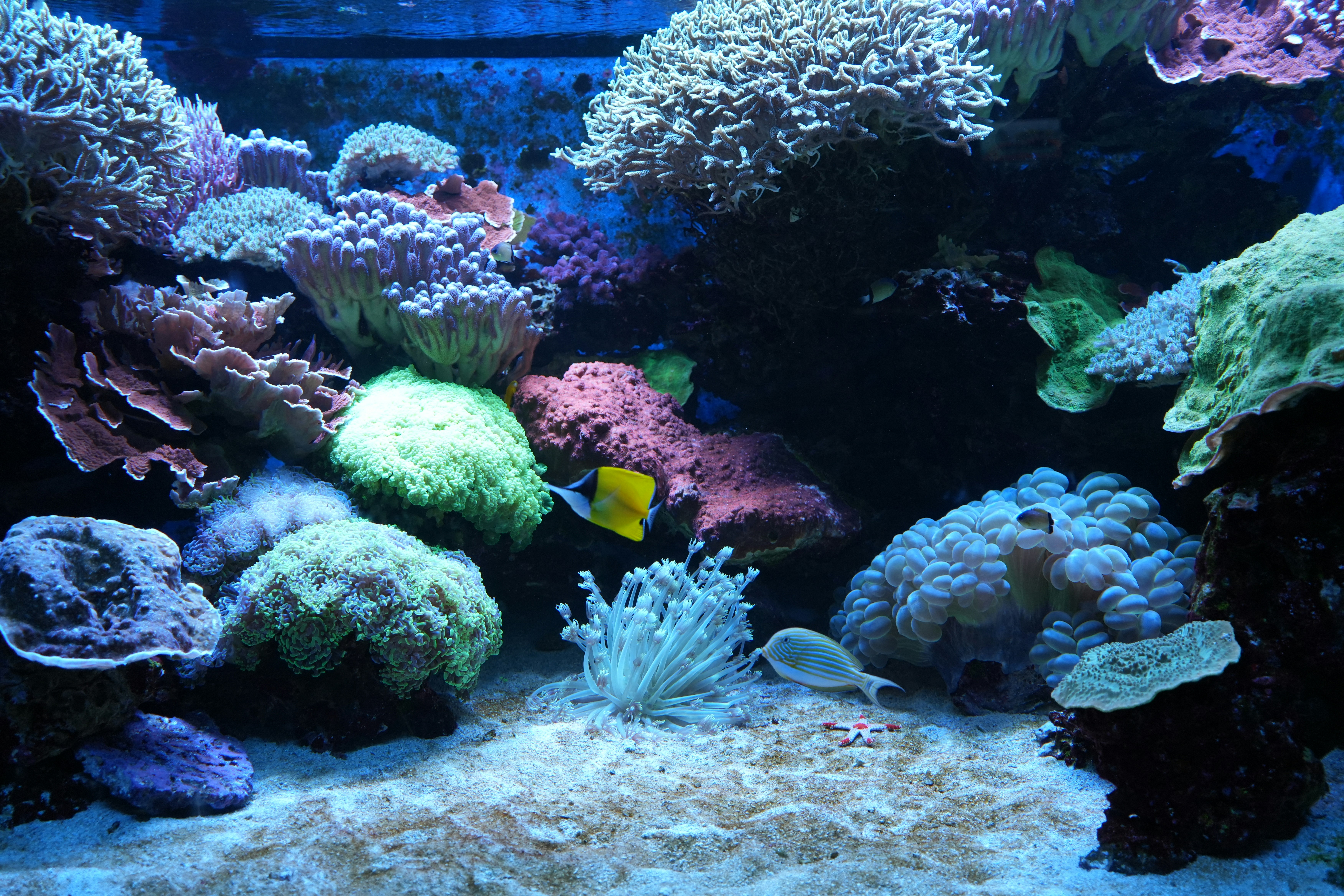Aquarienpflanzen und Unterwasservegetation