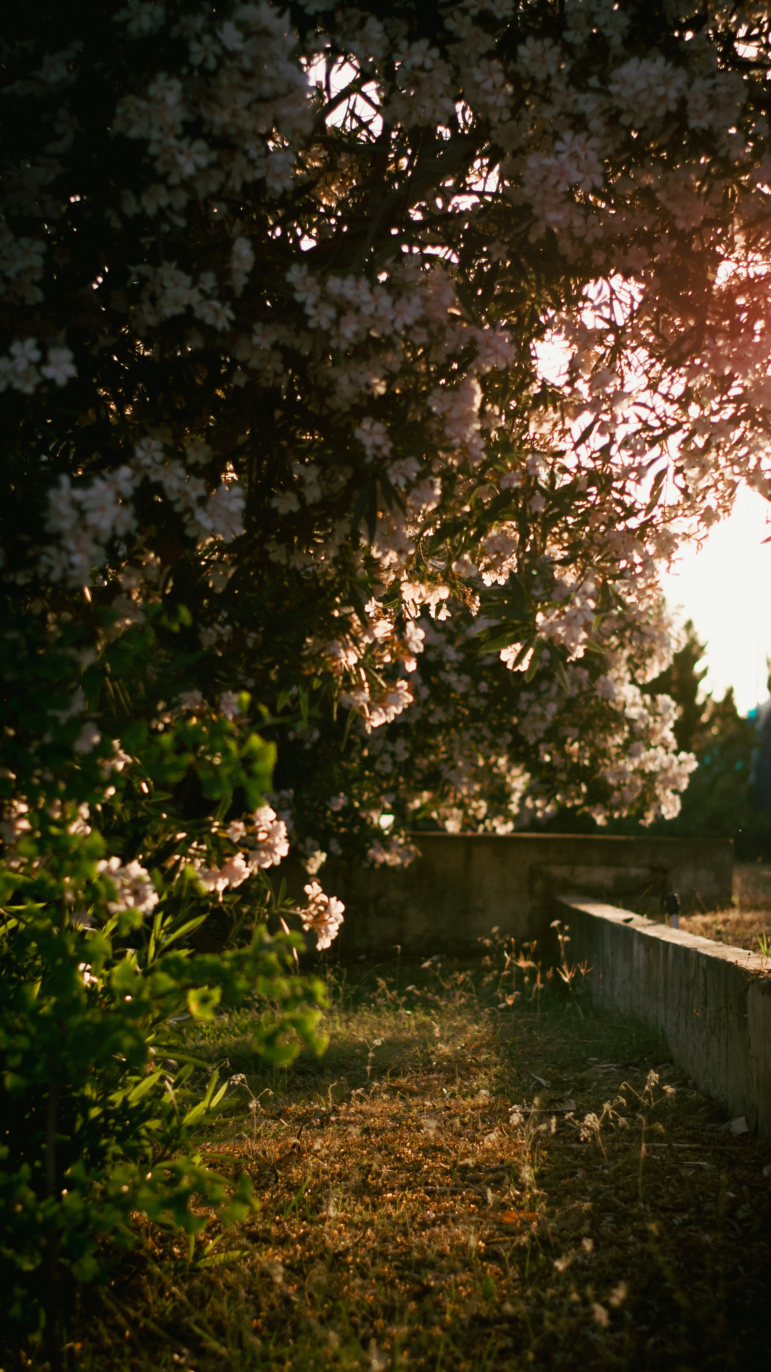 Sunlight filters through white flowering trees over a grassy path.